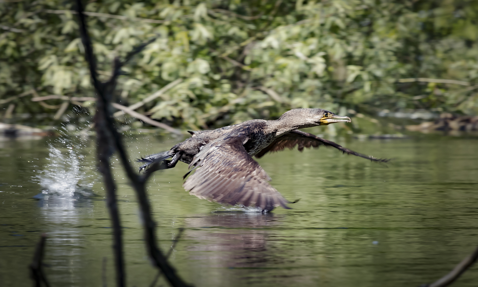 Cormorant