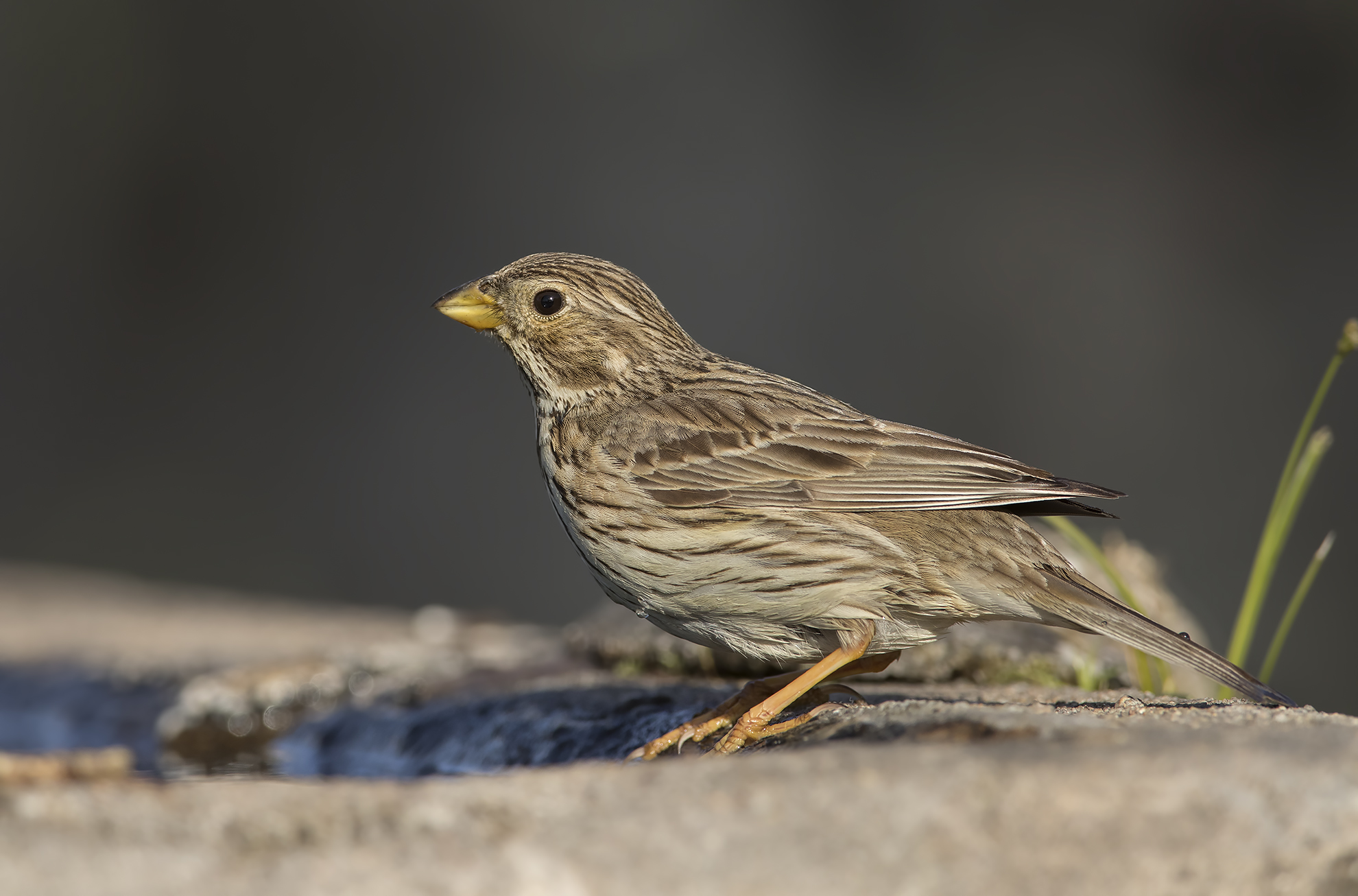 strillozzo (emberiza calandra)