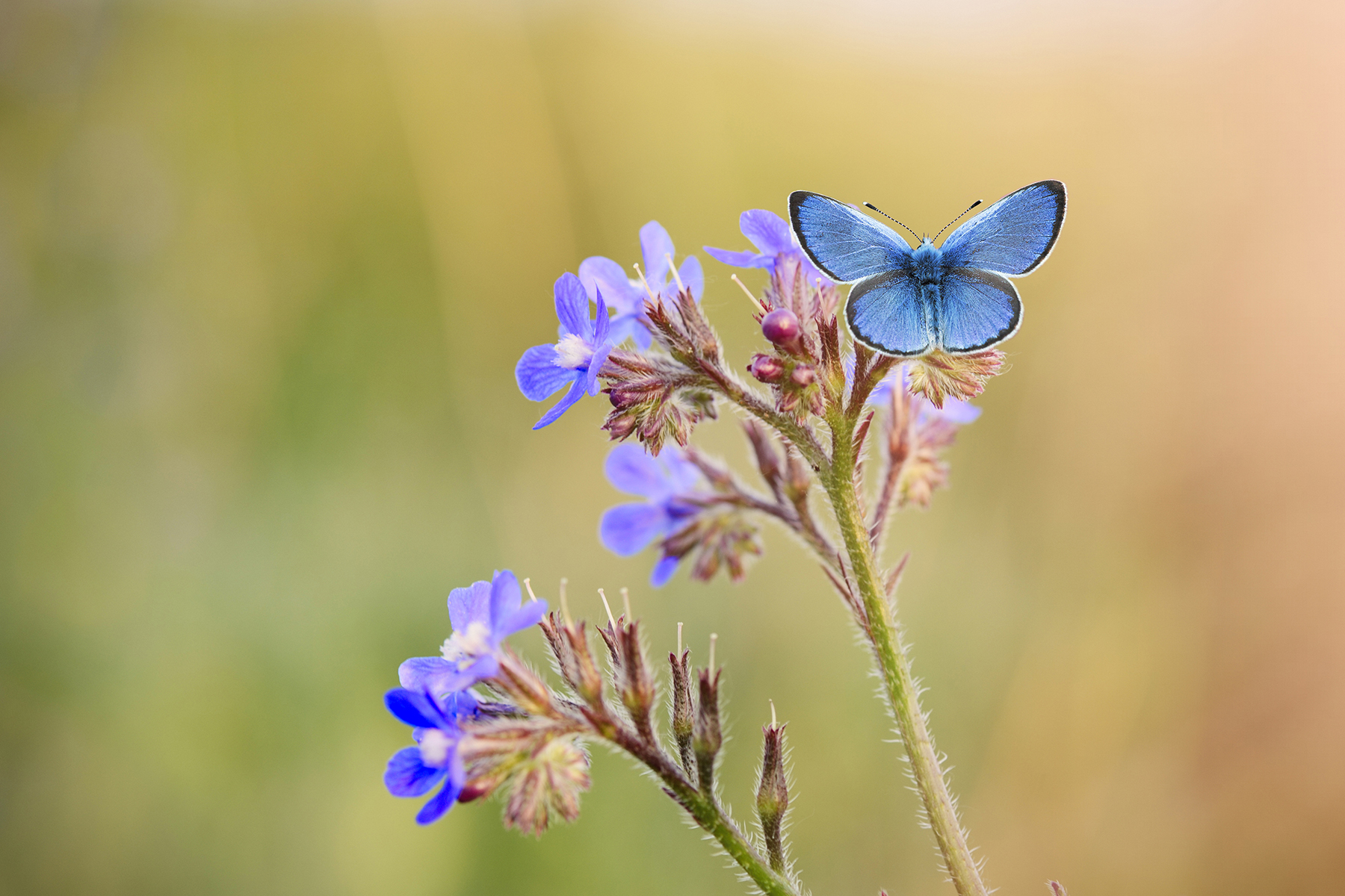 blue butterfly