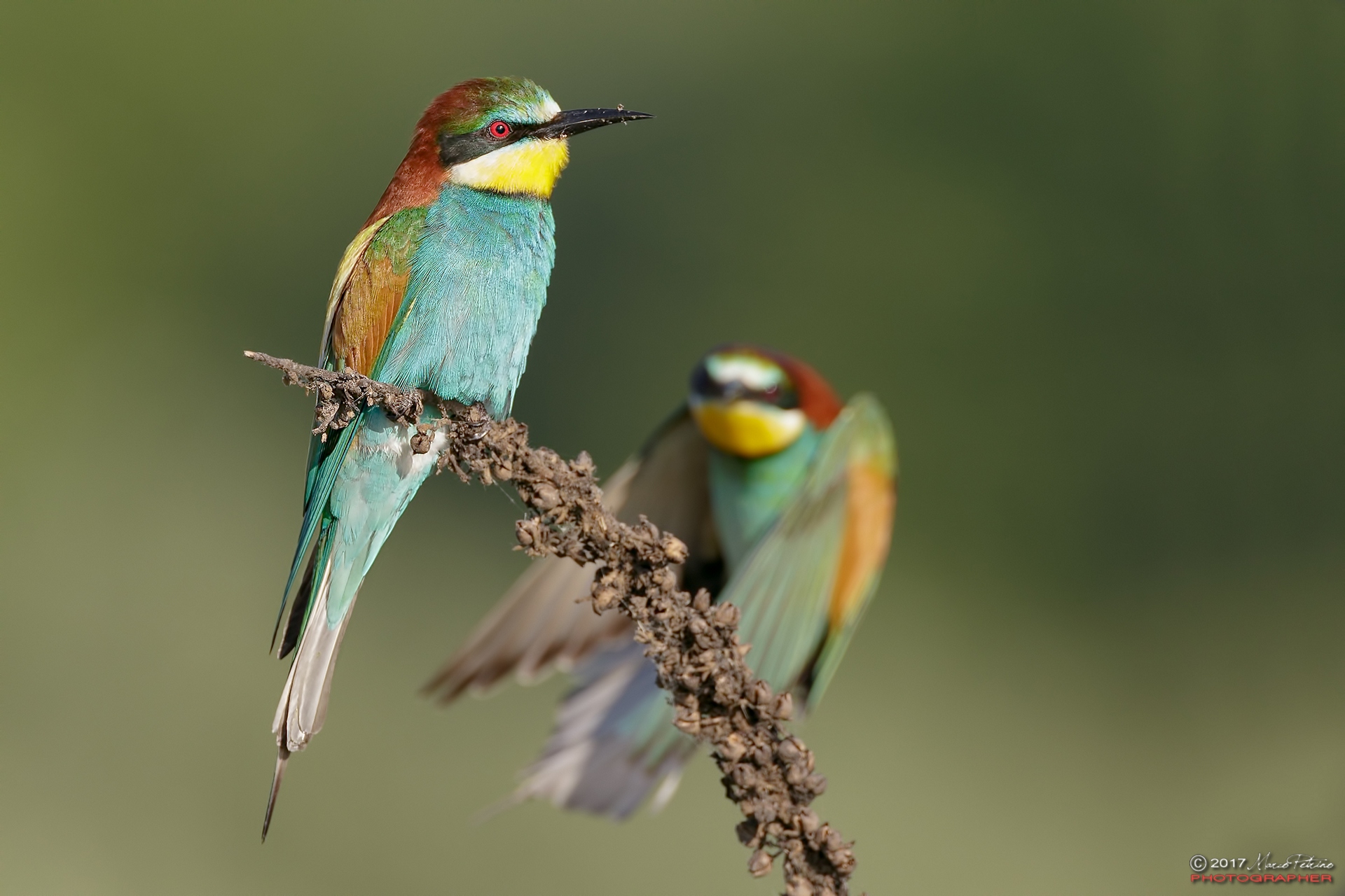 Beetroot (Merops apiaster) - Bee-eaters