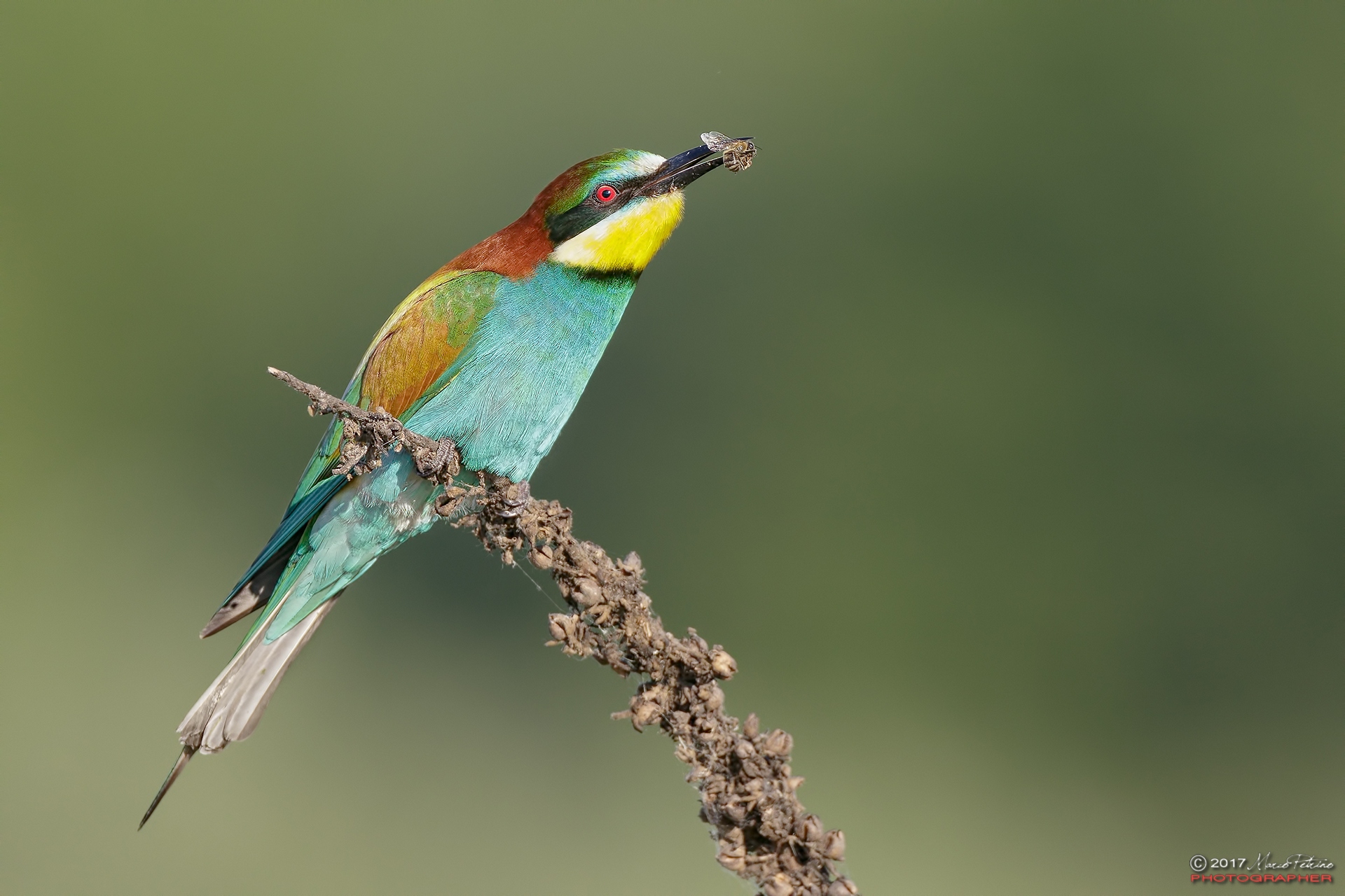 Grouse (Merops apiaster) - Bee-eaters