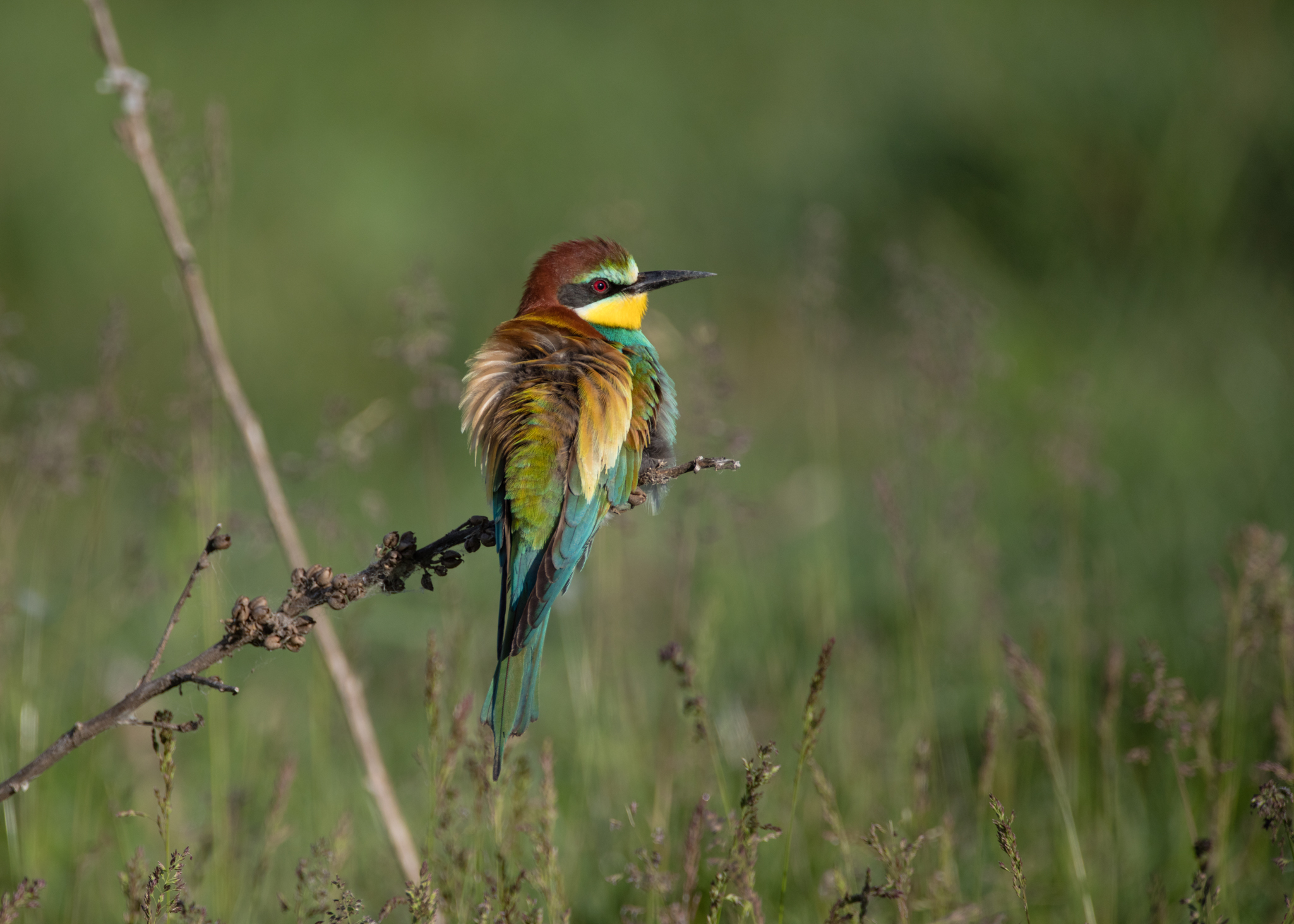 Bee eater