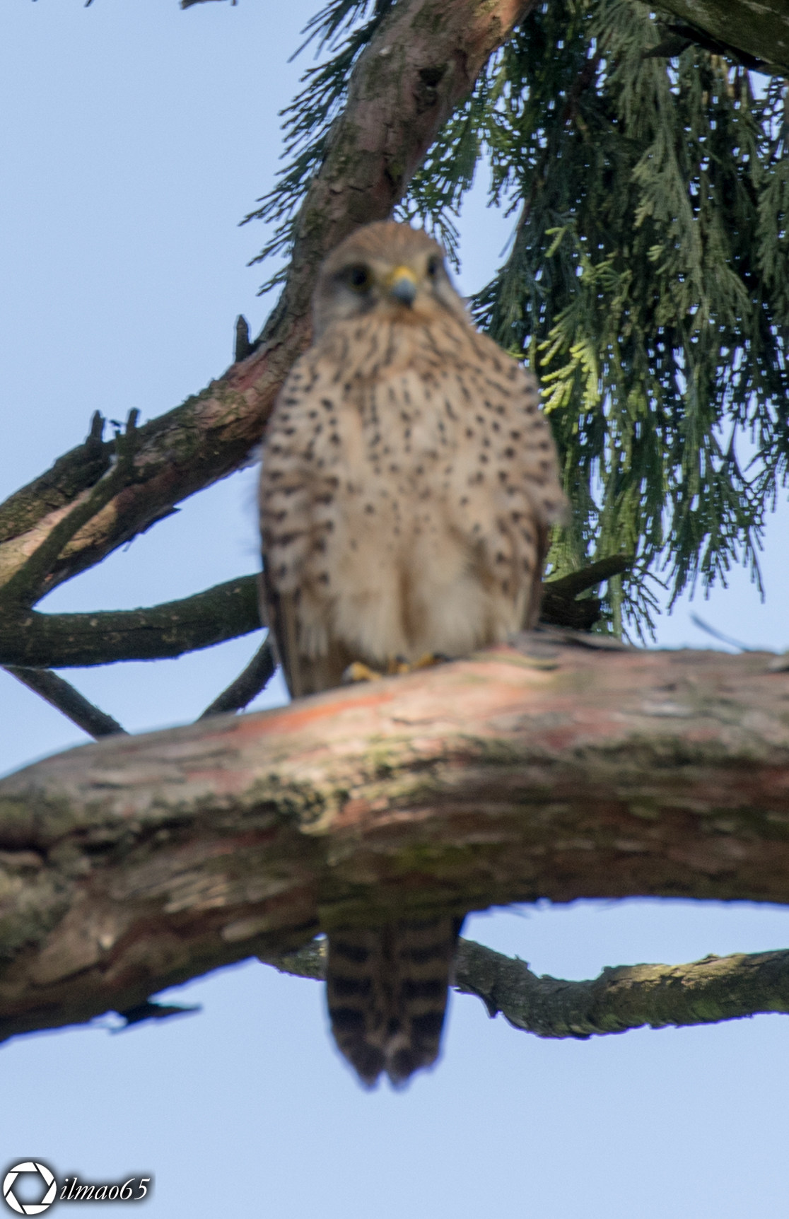 Kestrel