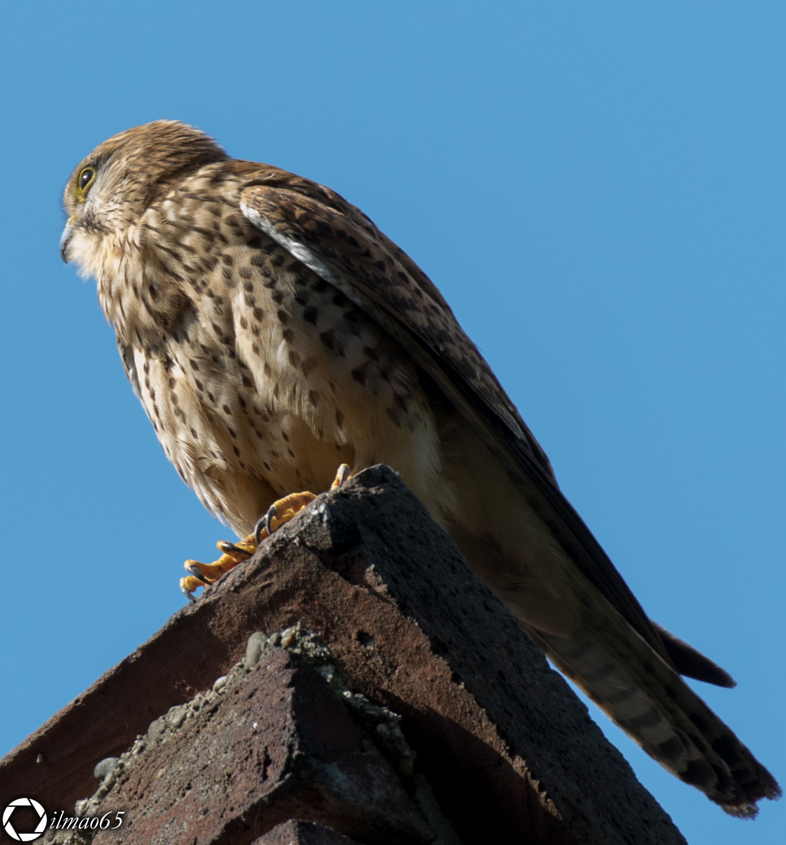 Kestrel