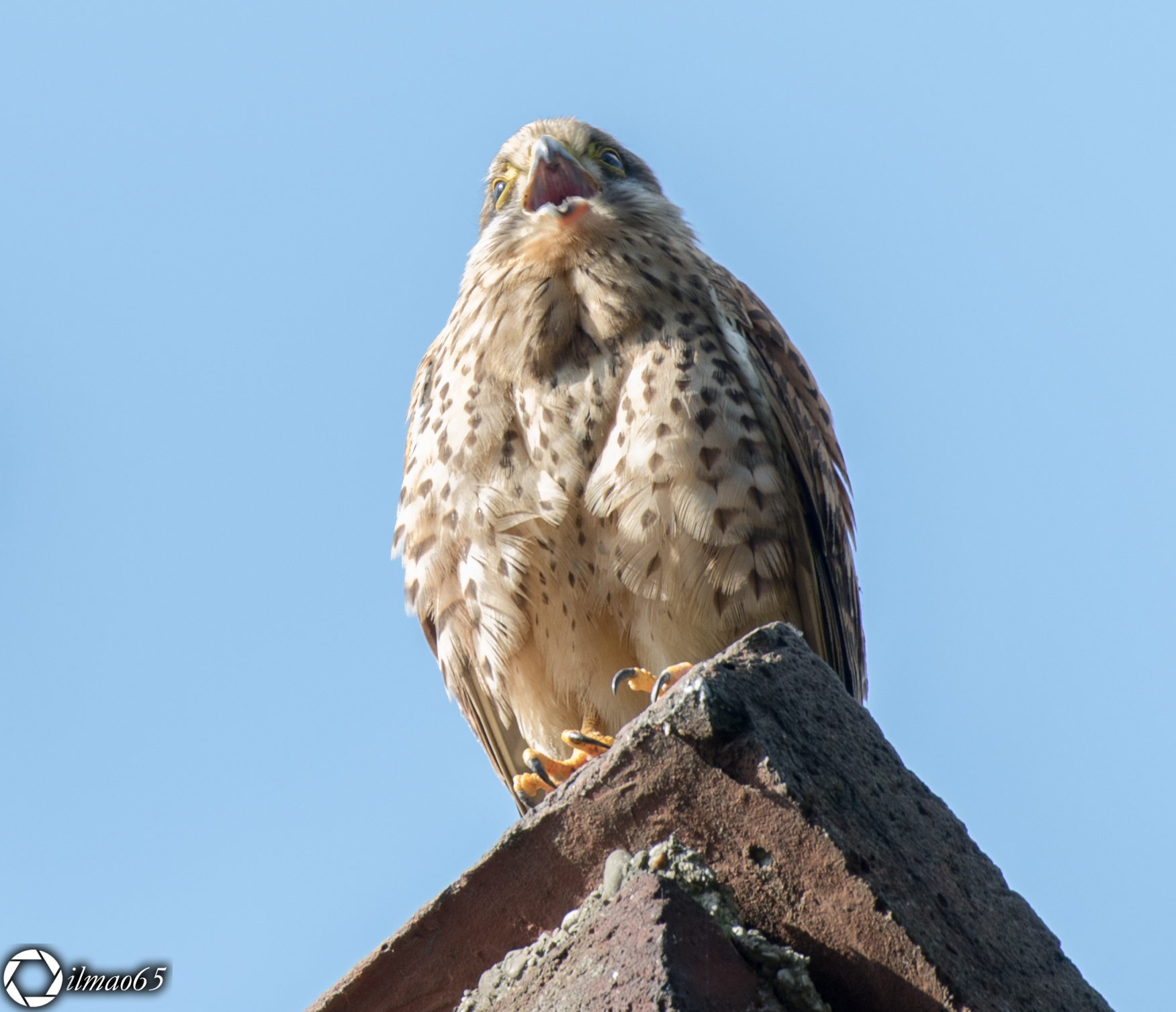 Kestrel