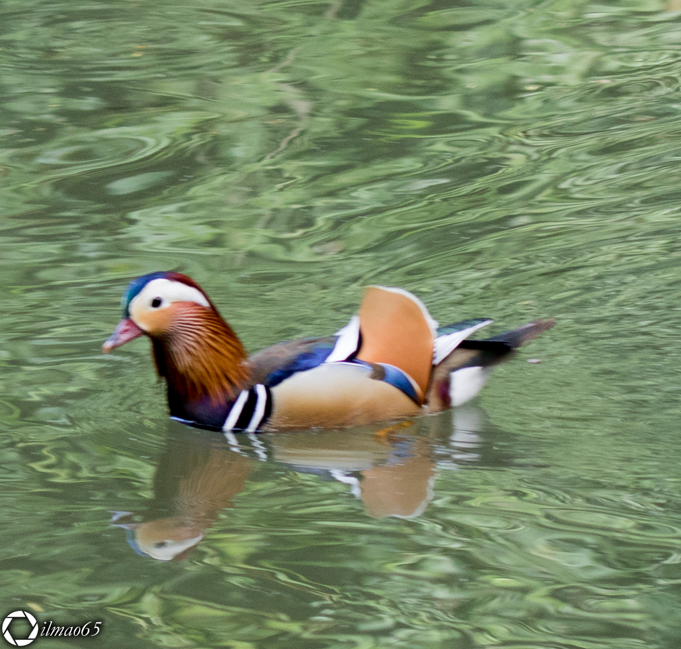 Mandarin duck