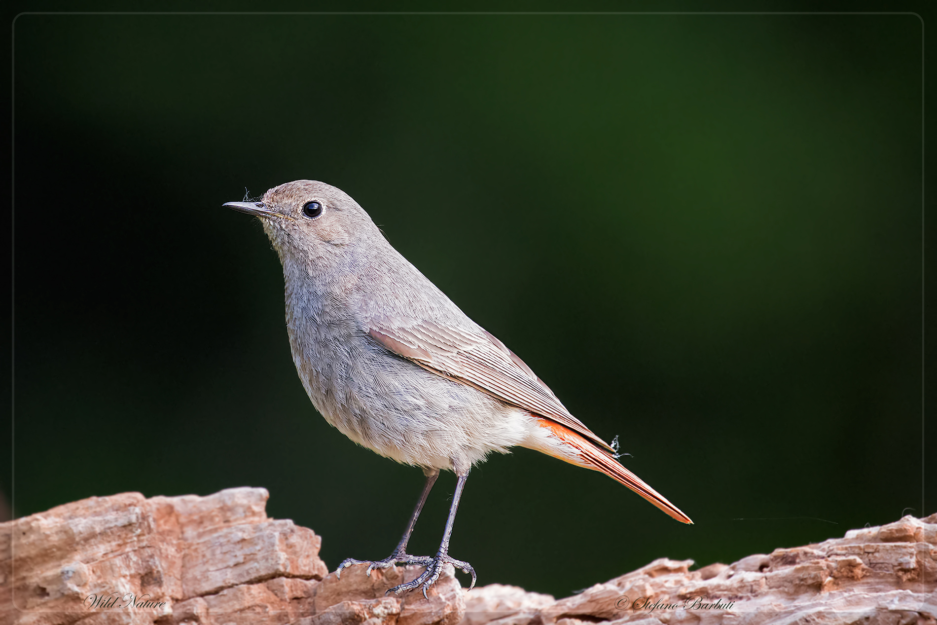 Chihuahua female swimmer