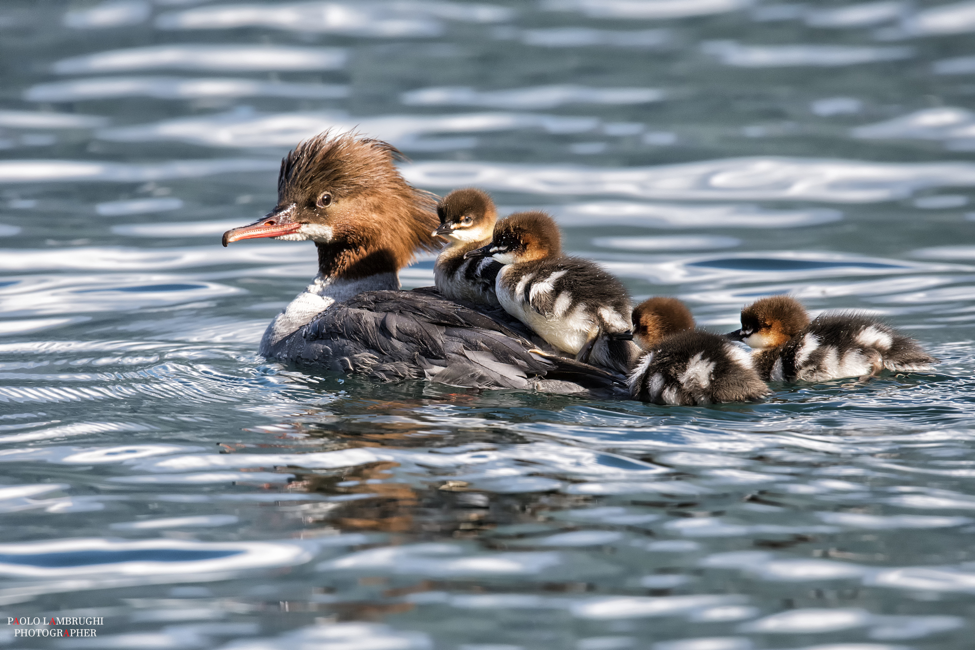 Everyone on board!! -Smerge Major-