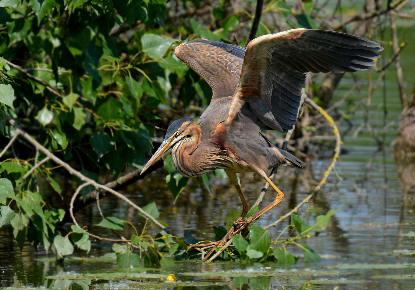 Red heron