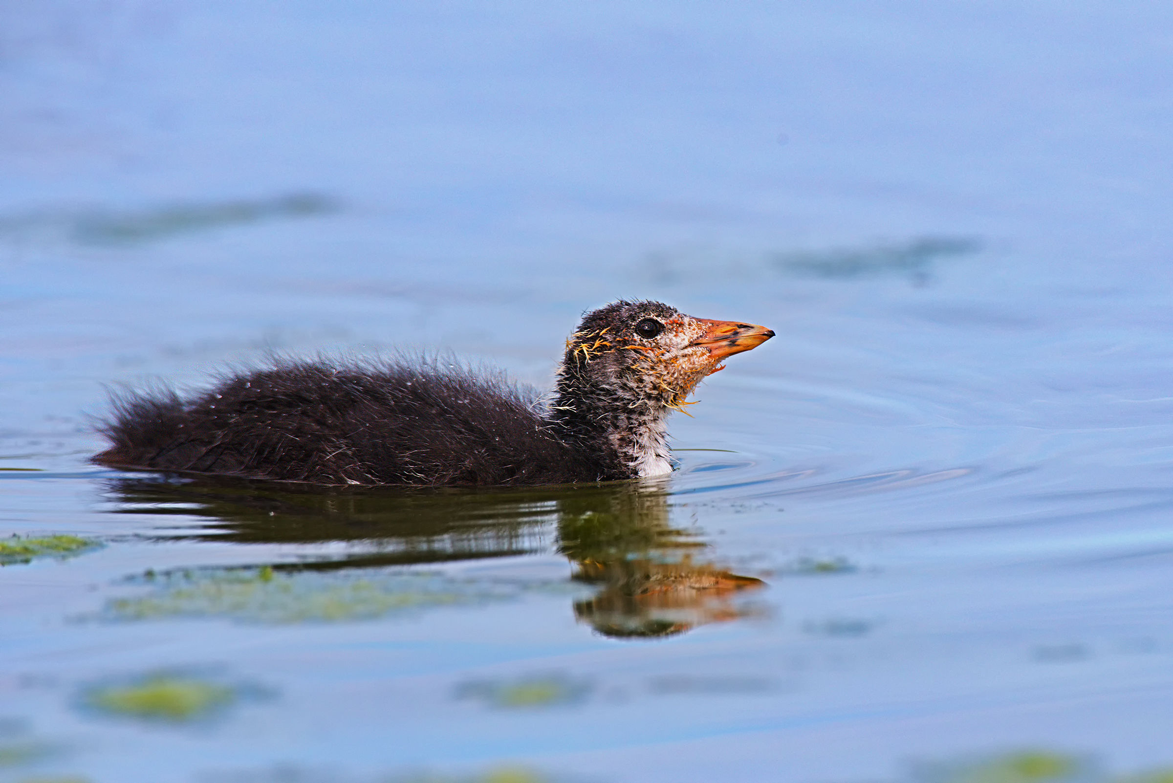 The Bottle of Folaga