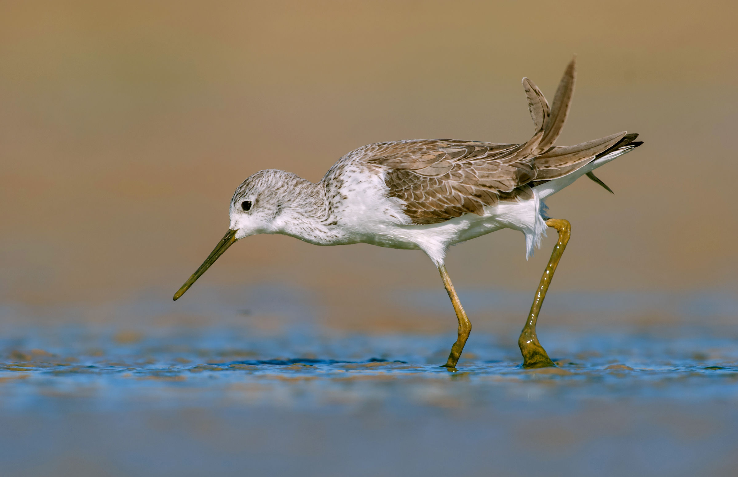 marsh sandpiper