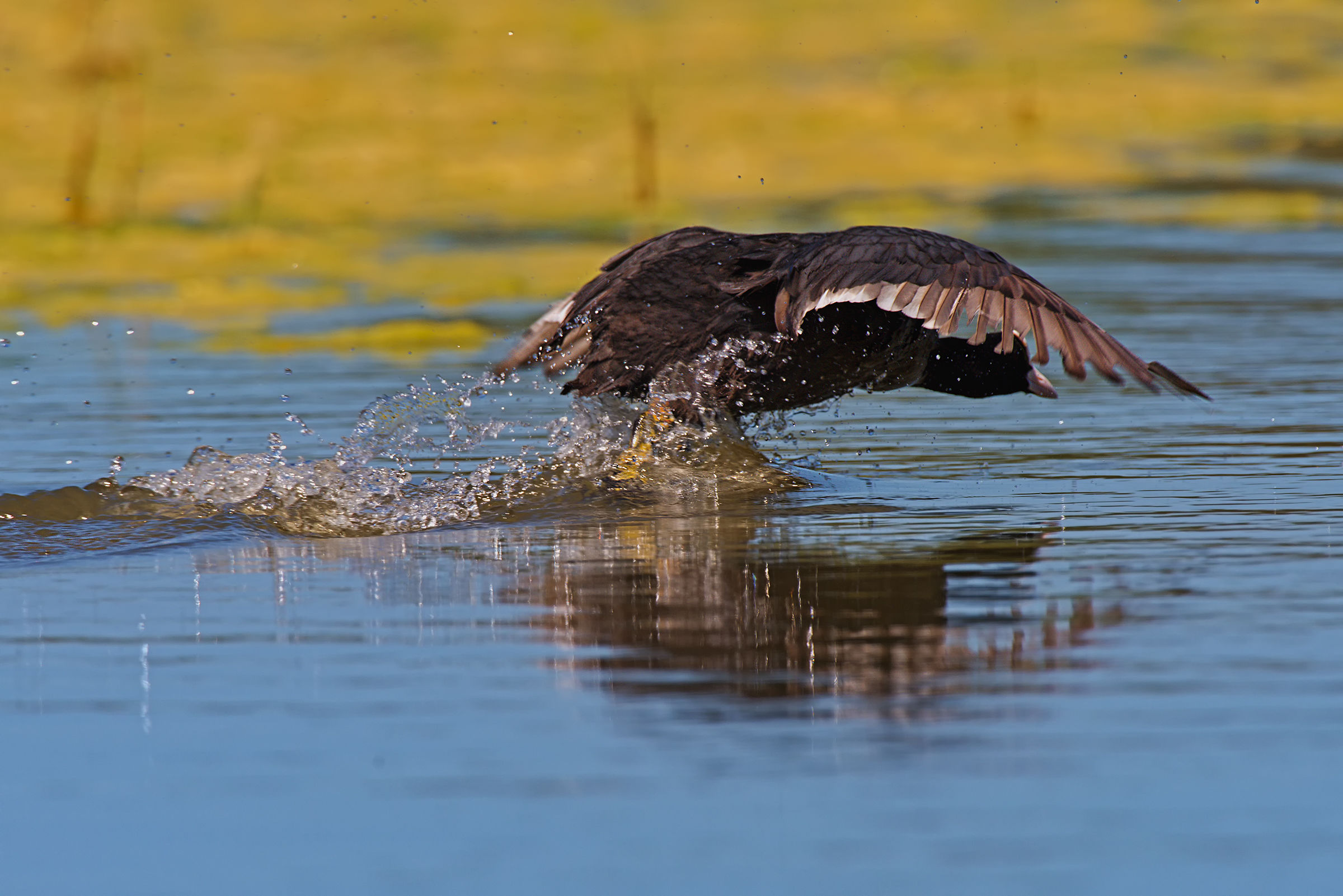 Running on the water