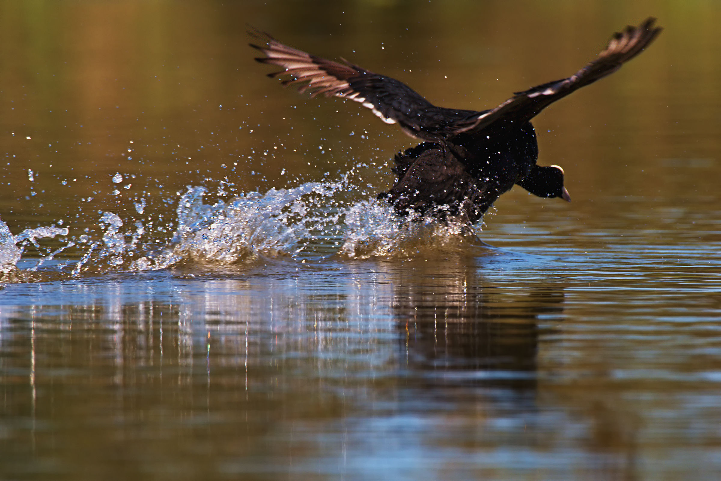 Running on the water