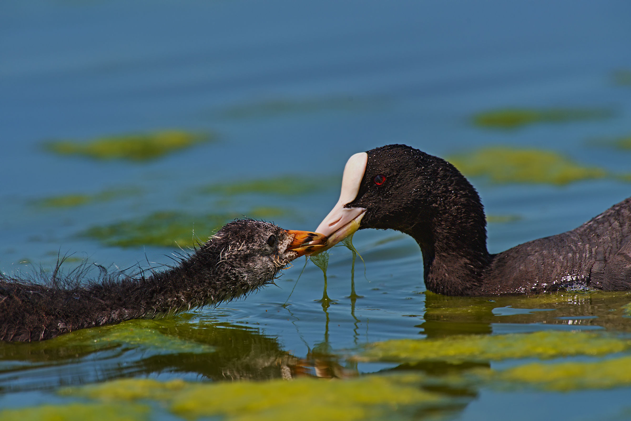 Eat, beautiful of mom