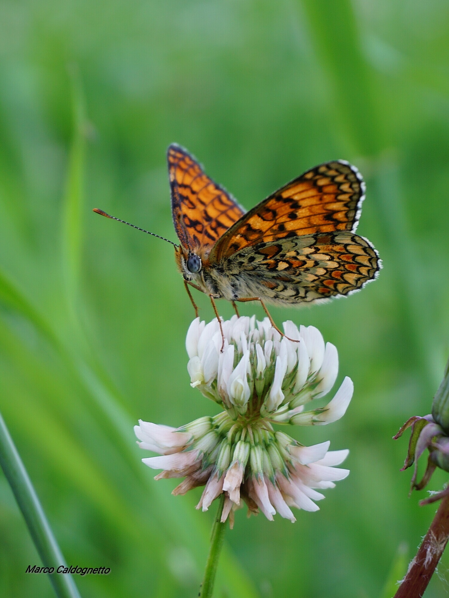 Melitaea phoebe