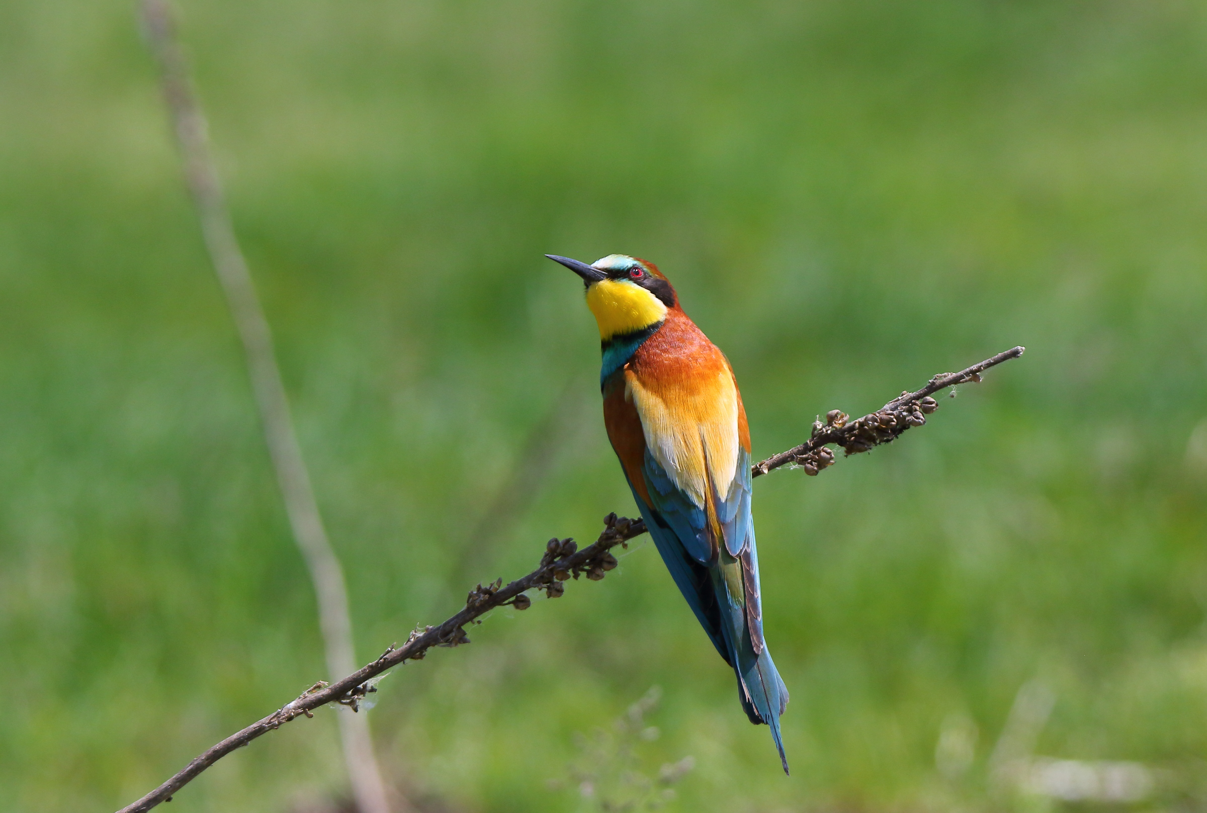 Bee eater