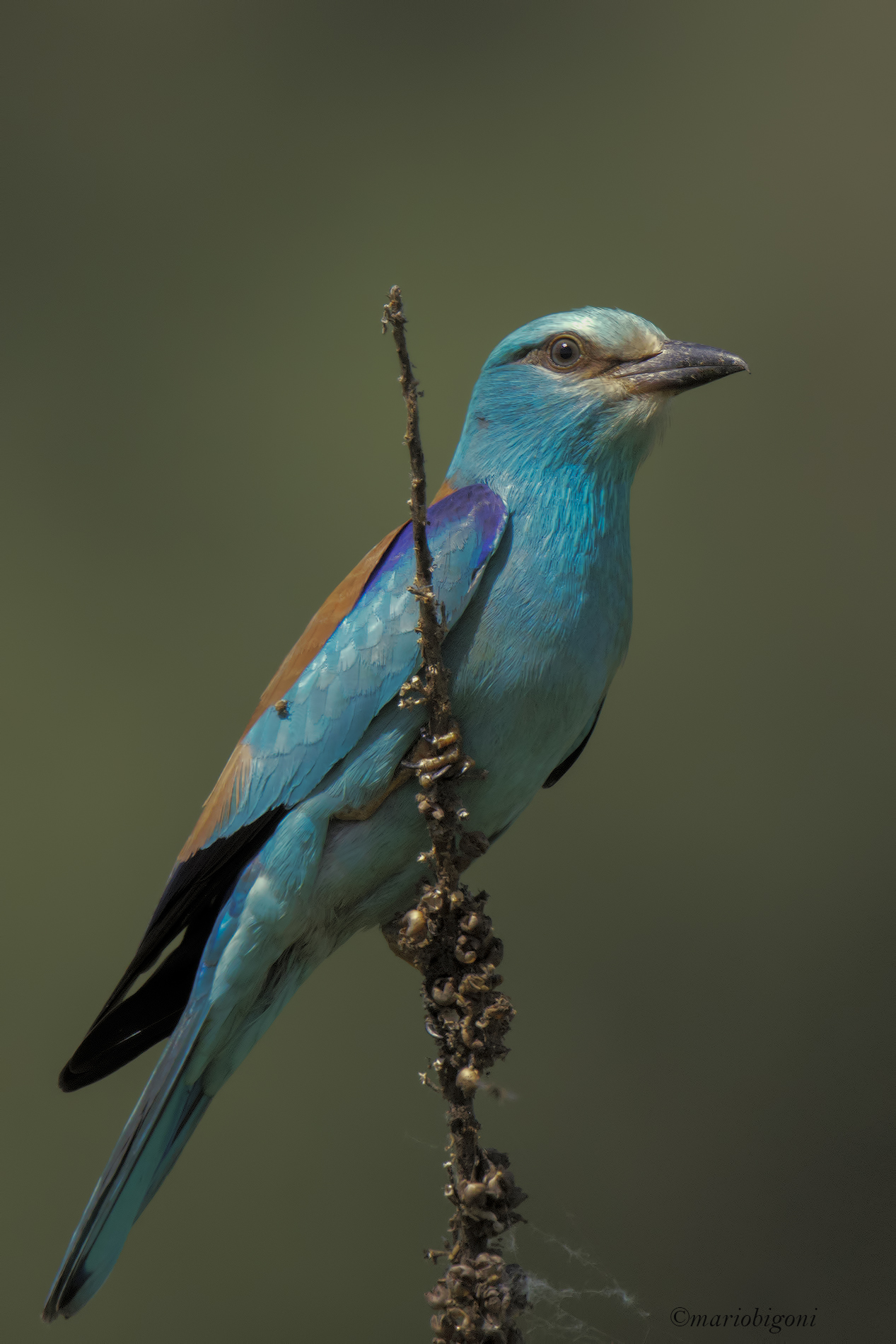 Vertical cutting marina