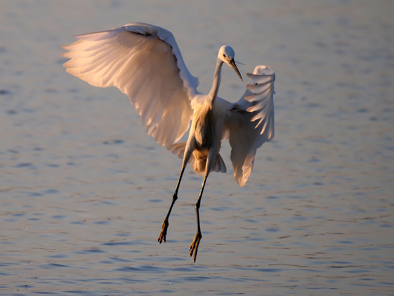 egret