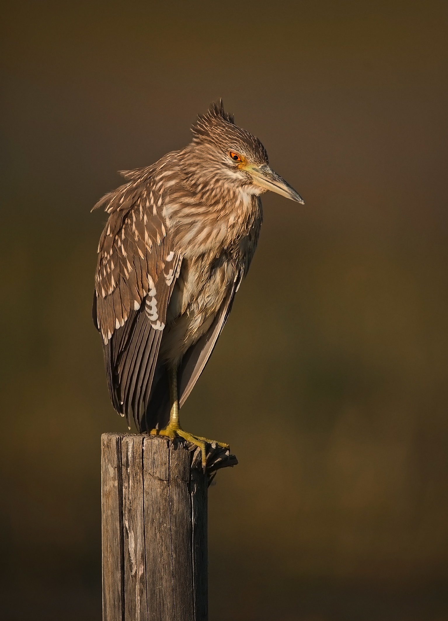 Night Heron juv ....