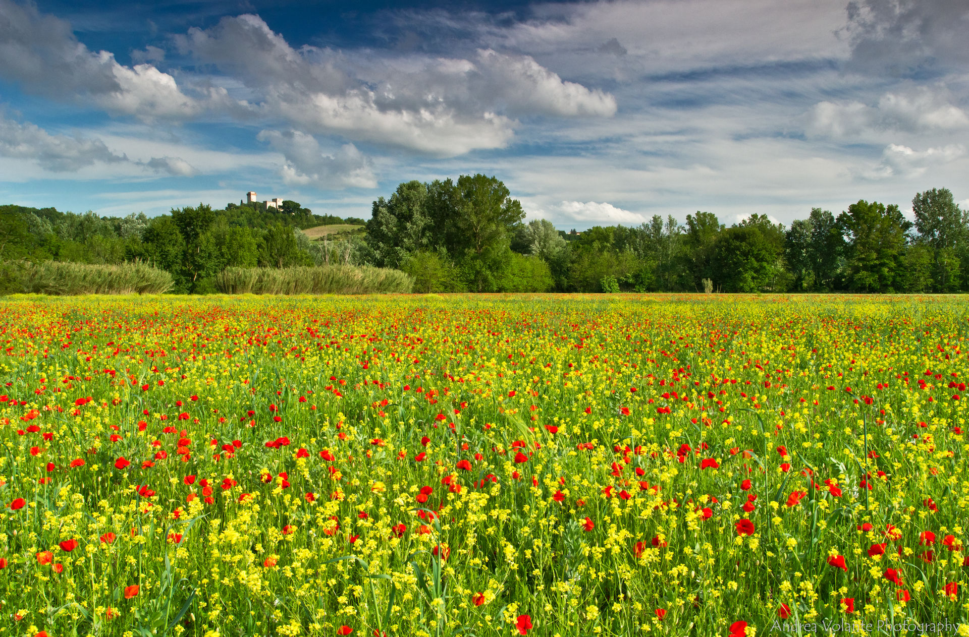 Maggio 2017 ...la primavera nella campagna valdarnese.