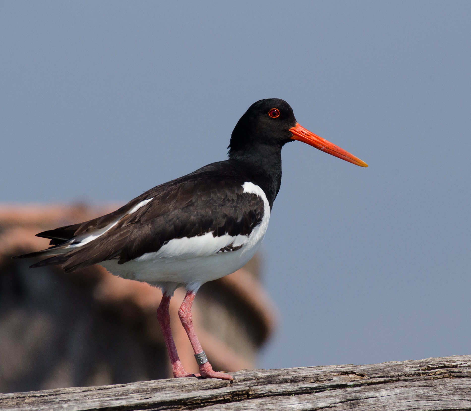 Walk in the peppers of the sea bucket