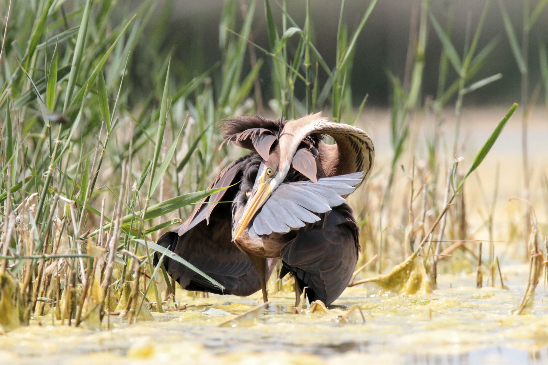 Il rosso contorsionista