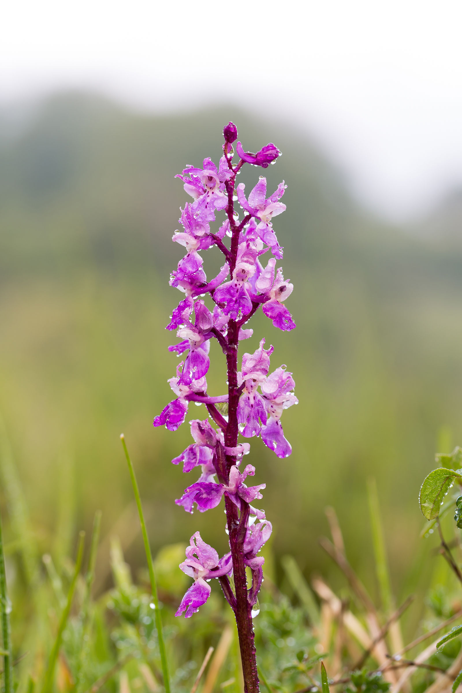 Orchid dactylorhiza
