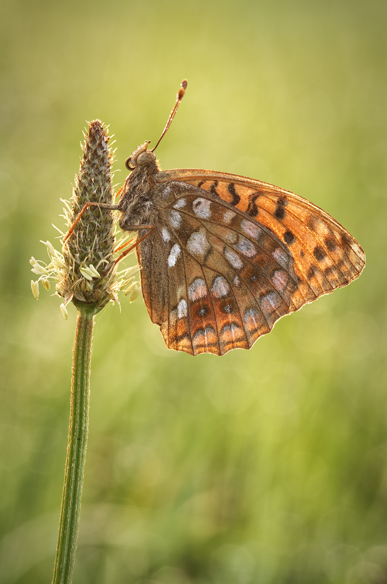 In the morning sun...
