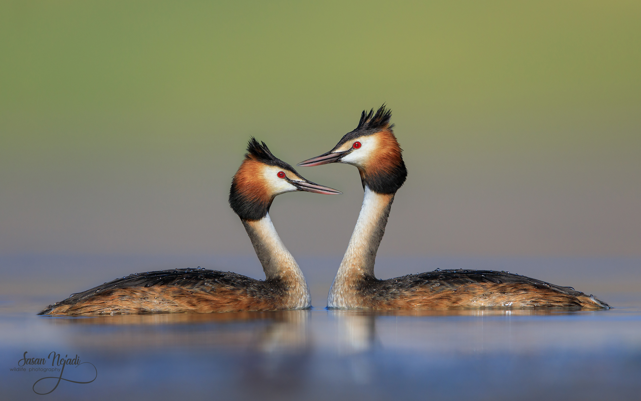 Great crested grebe