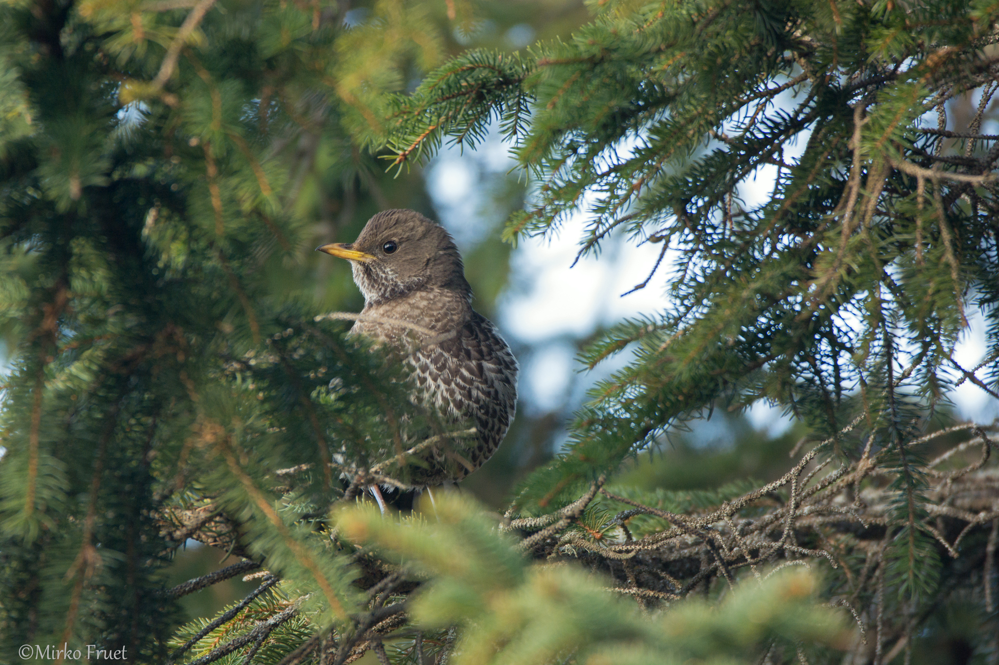 Merlo dal collare "alla finestra"