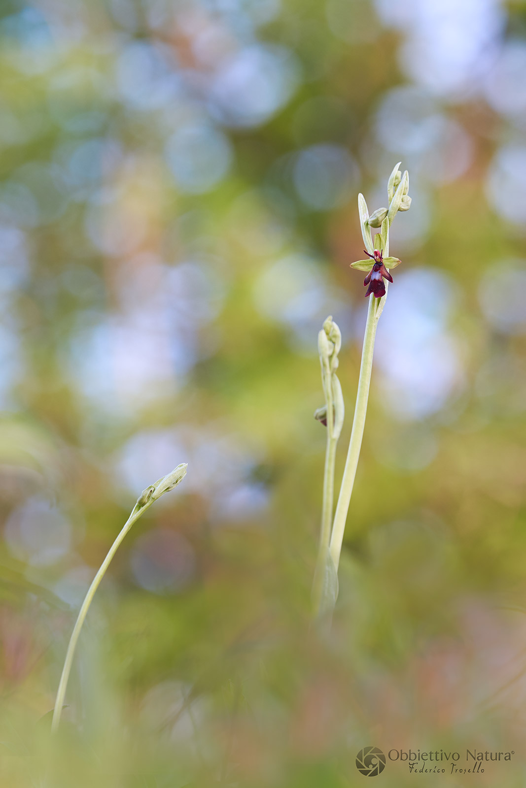 Ophrys insectifera