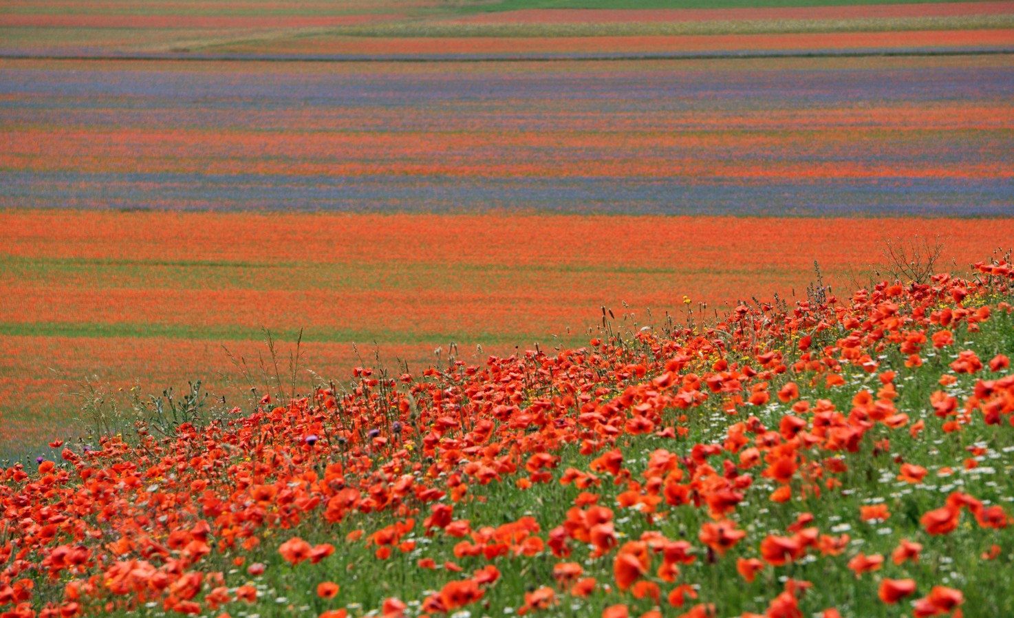 Castelluccio Di Norcia 17