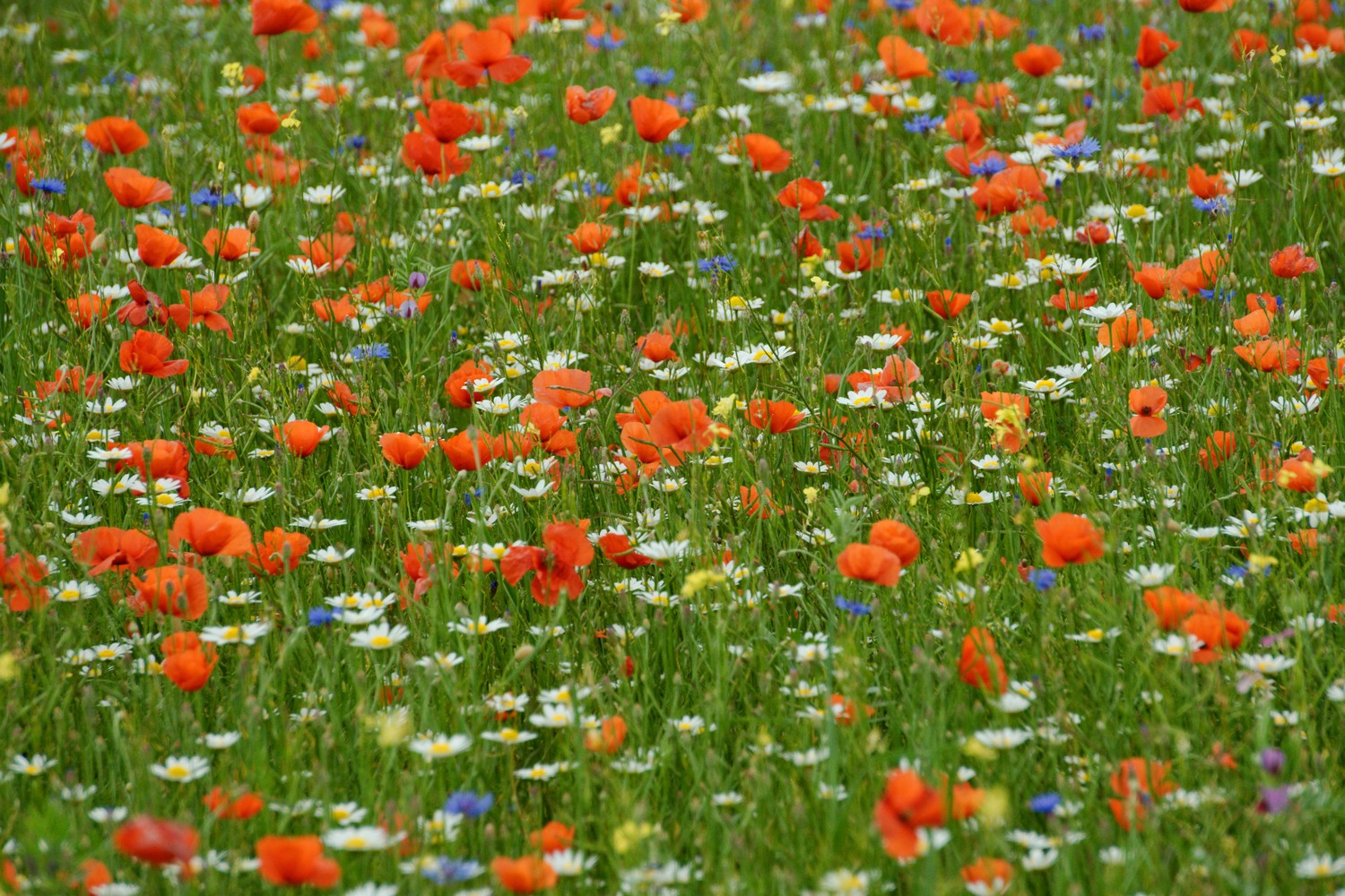 Castelluccio Di Norcia 20