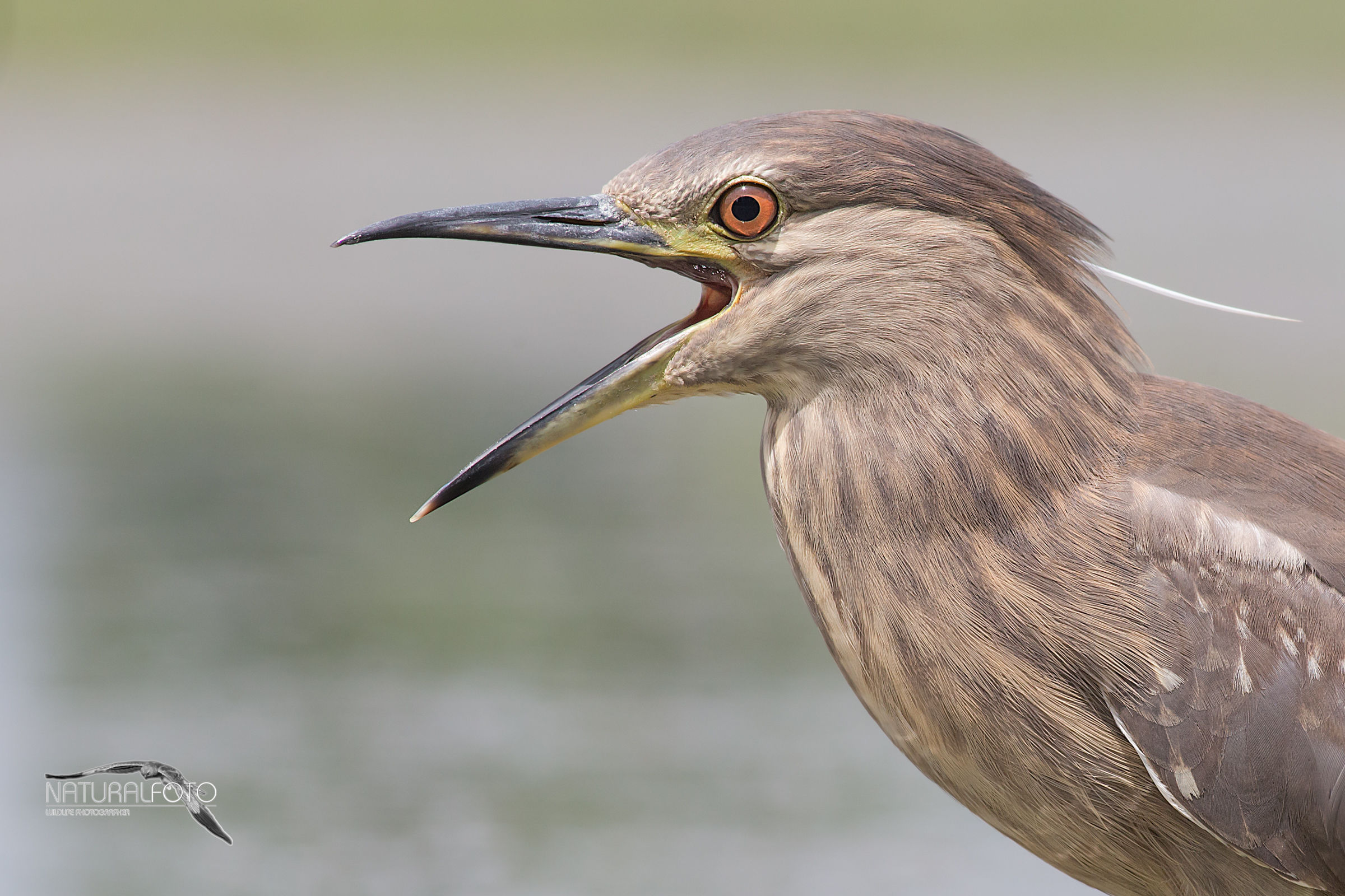 Nitticora, you close-up