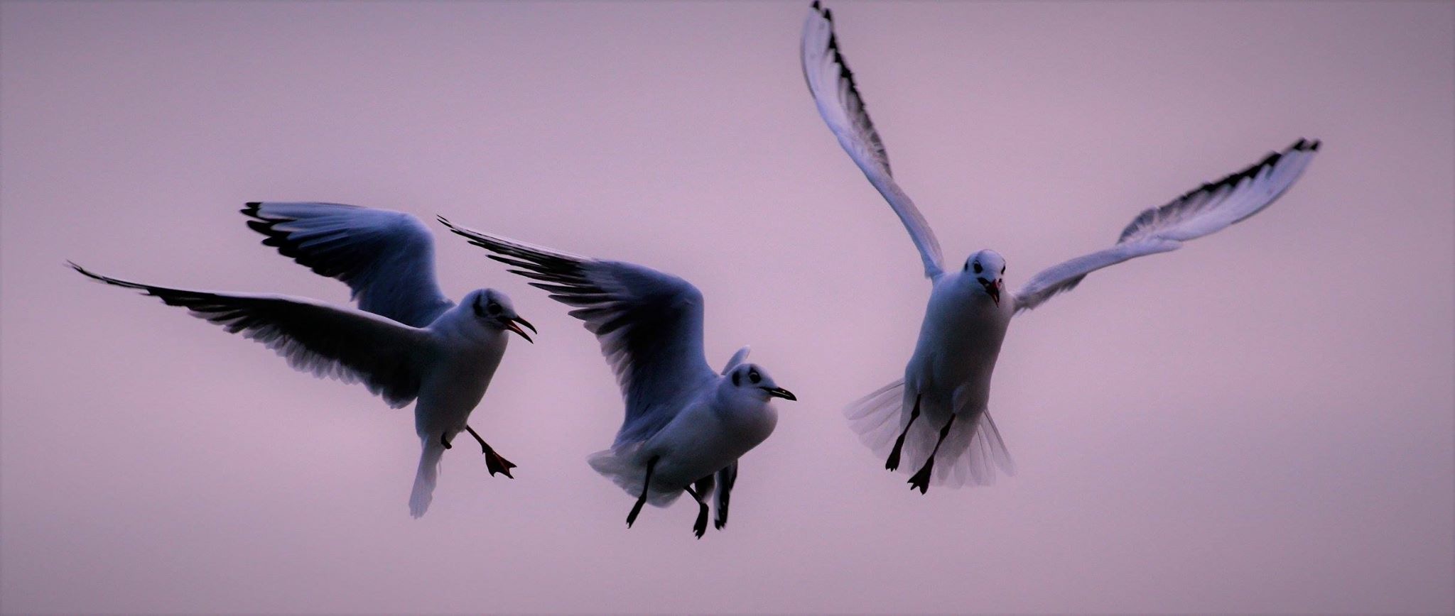 Per un pezzo di pane