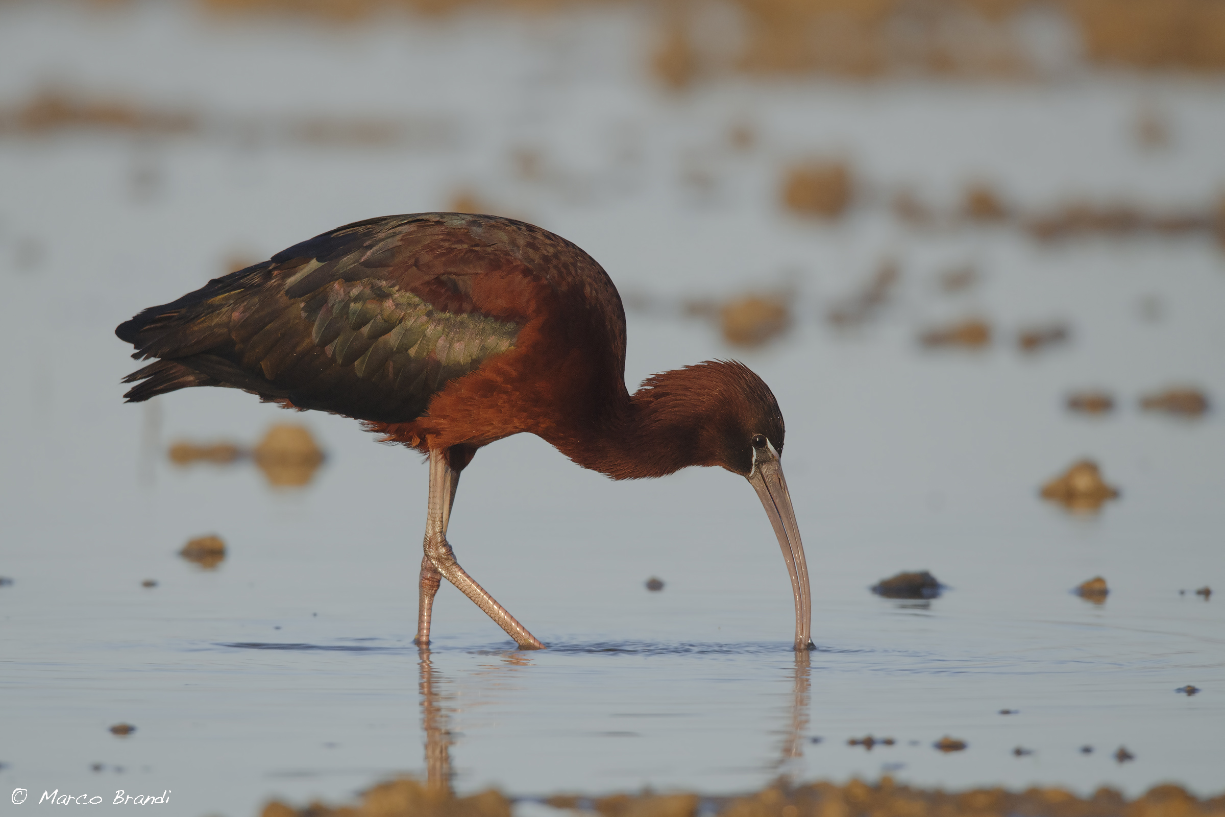 Glossy Ibis