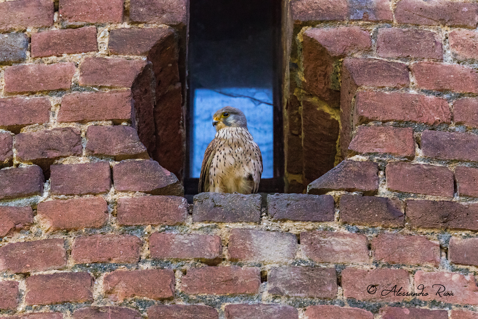 Kestrel