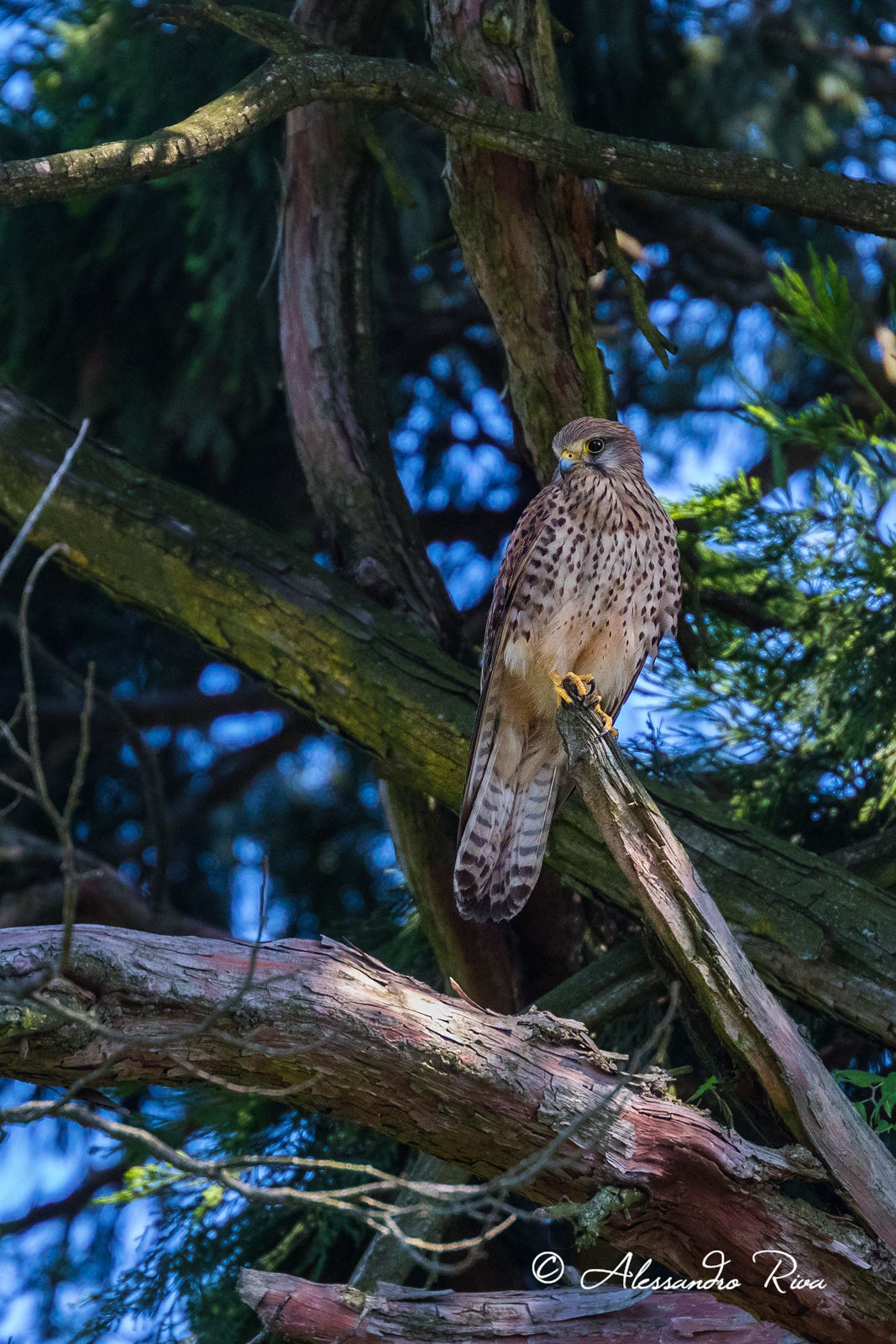 Kestrel