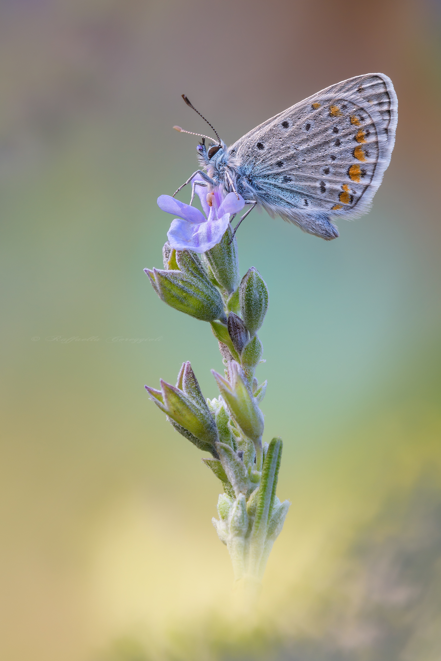 Polyommatus icarus