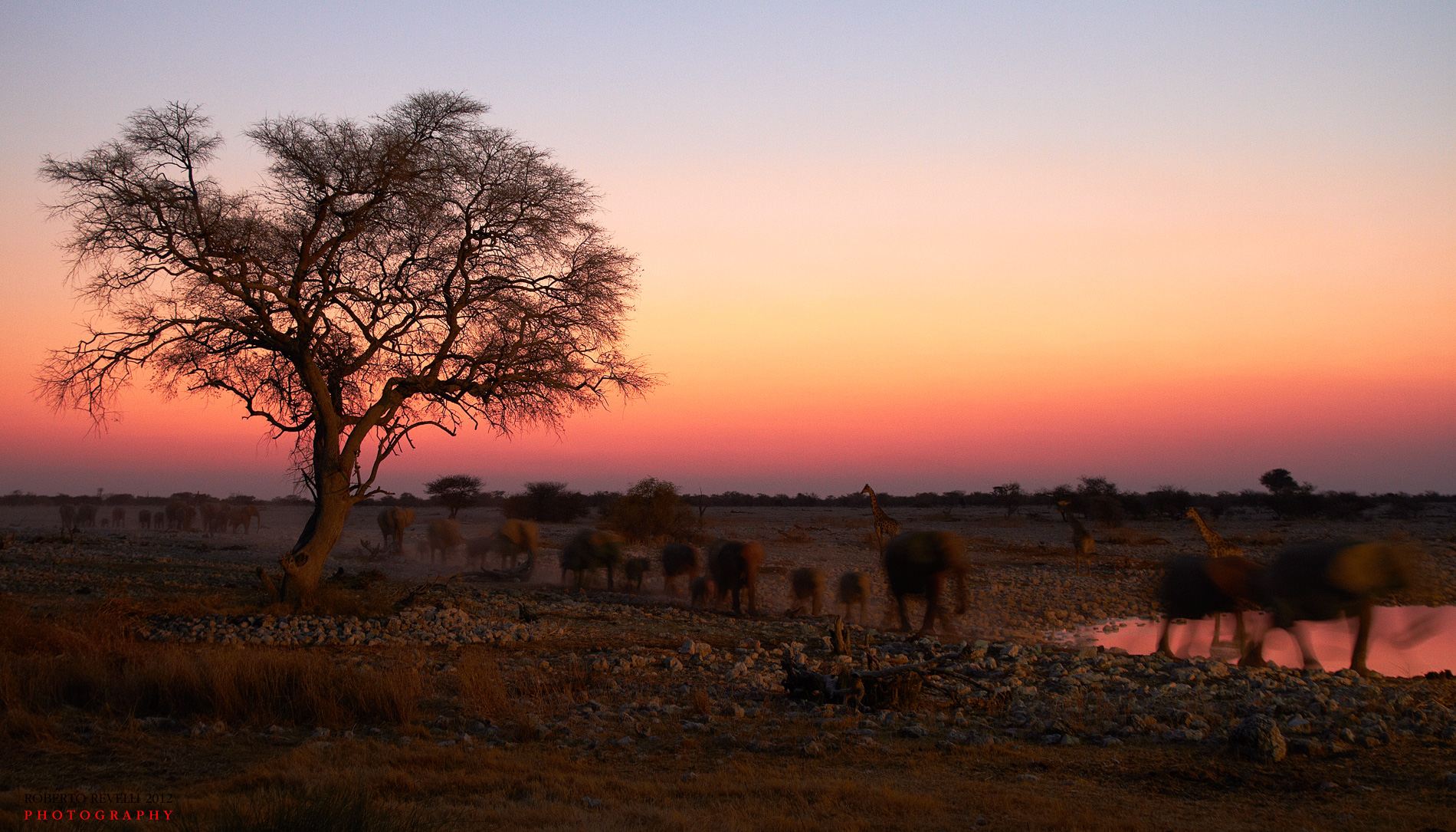 The march of the elephants after sunset - Namibia 201