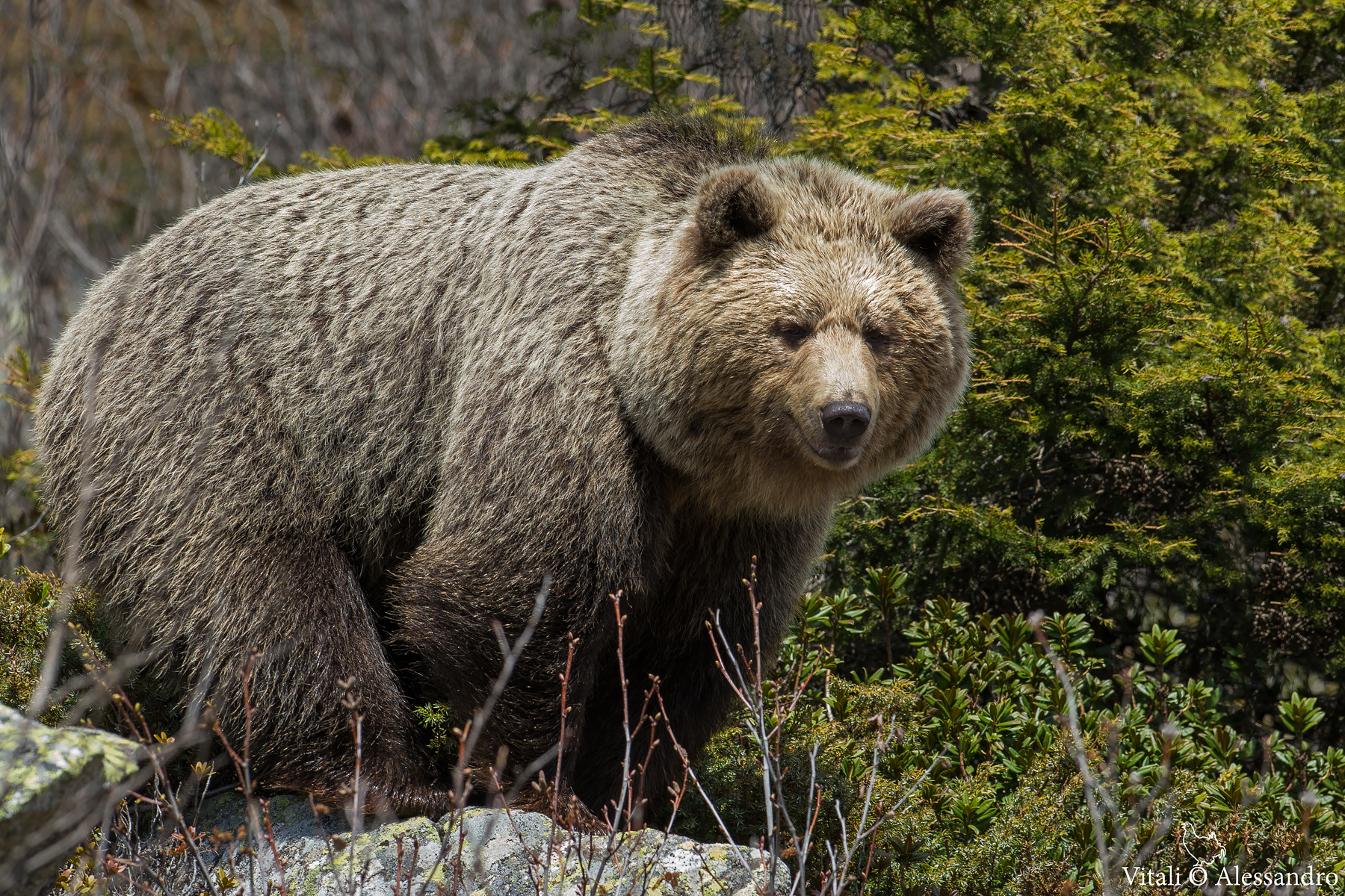 Brown bear (italy)