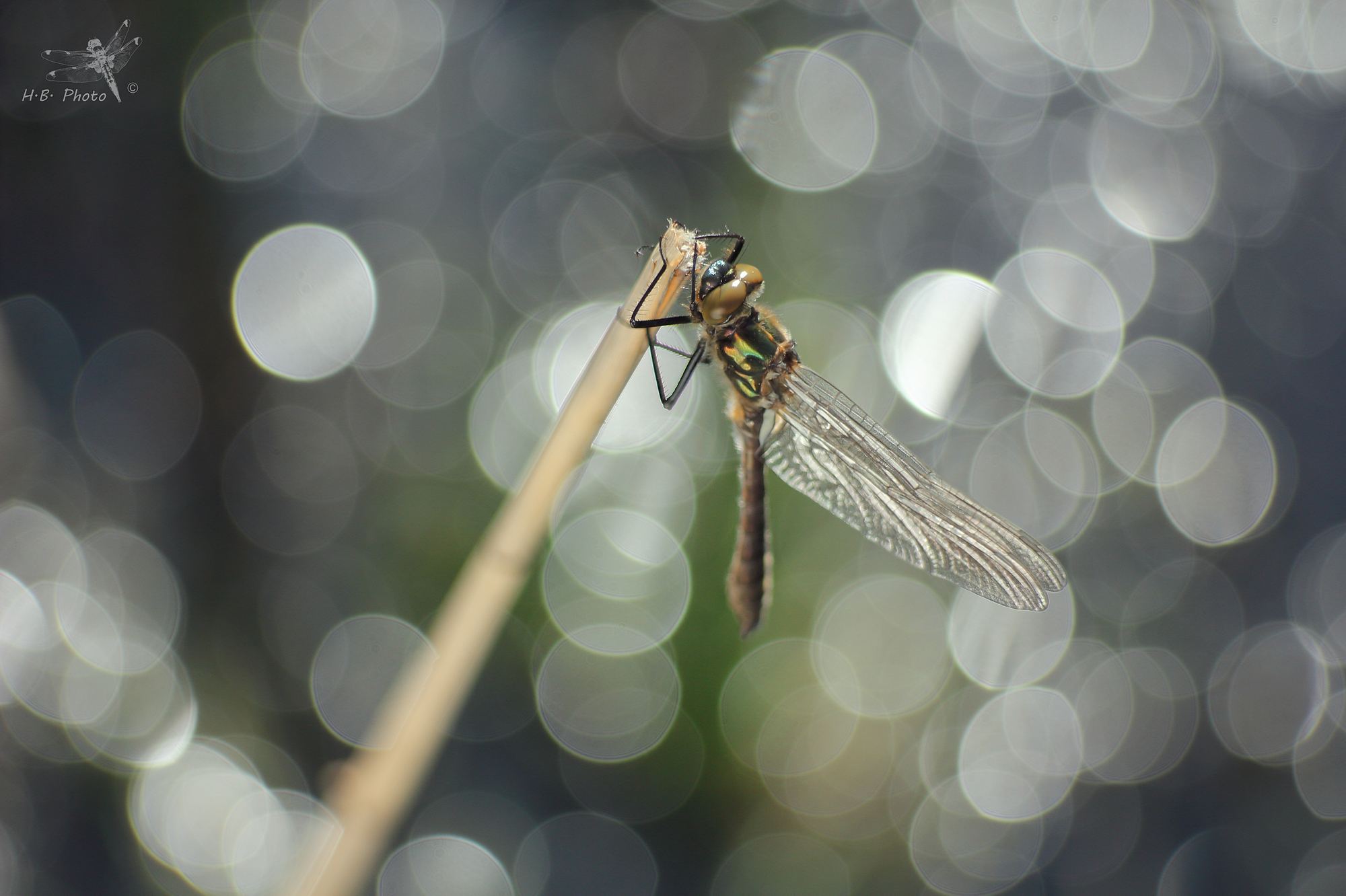 Bubbles. Cordulia aenea, male, newborn