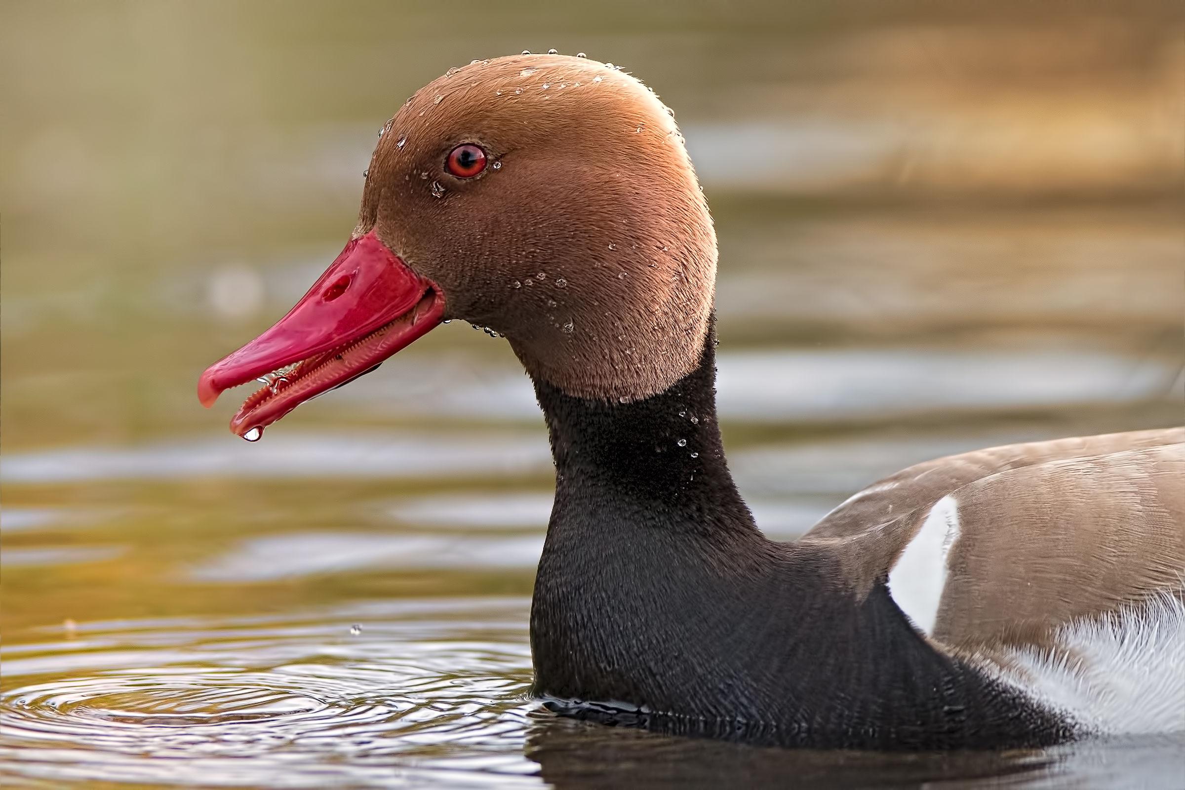 Turkish Fist (Netta rufina)
