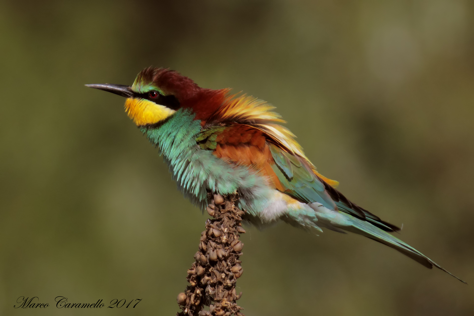 Bee eater