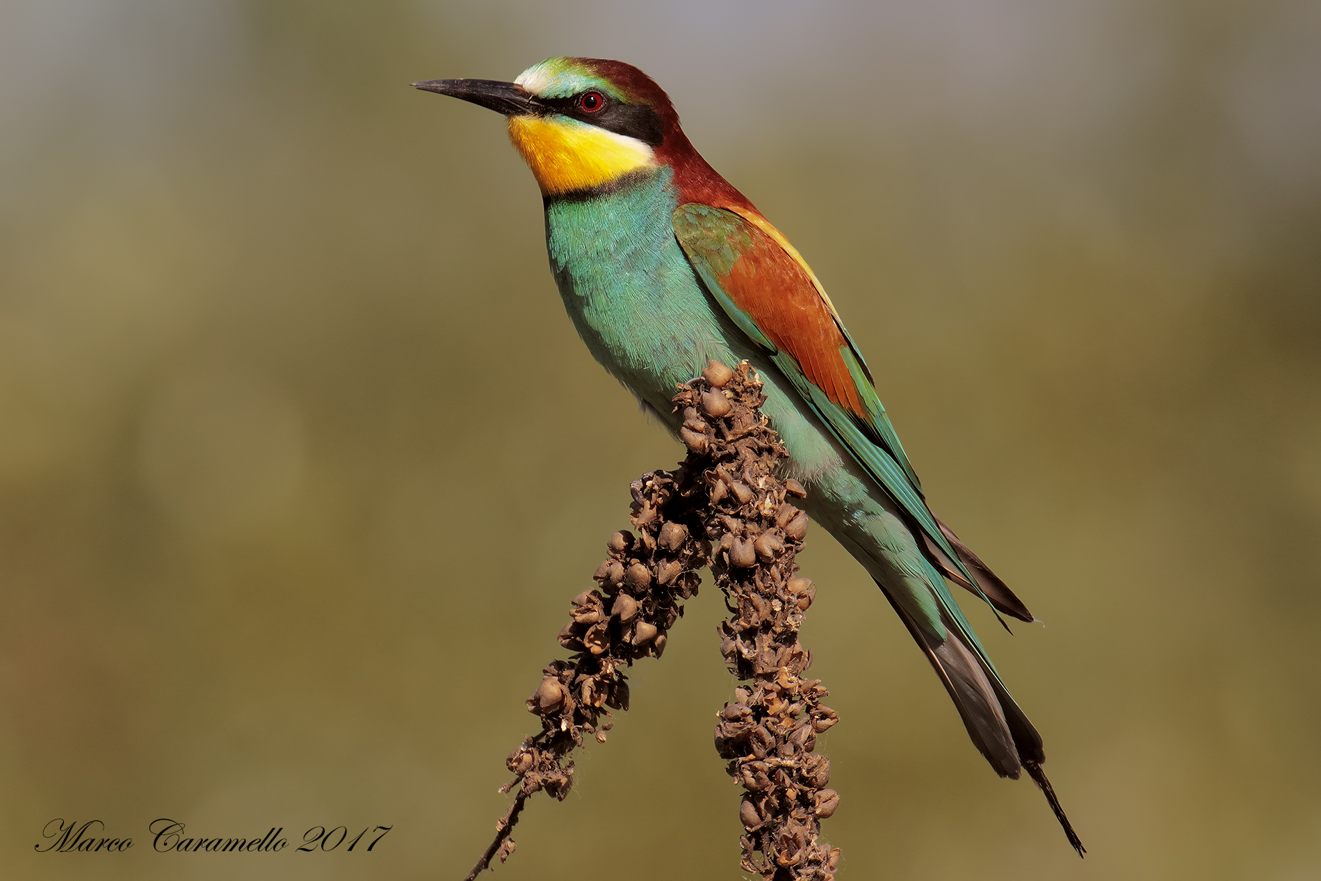 Bee eater