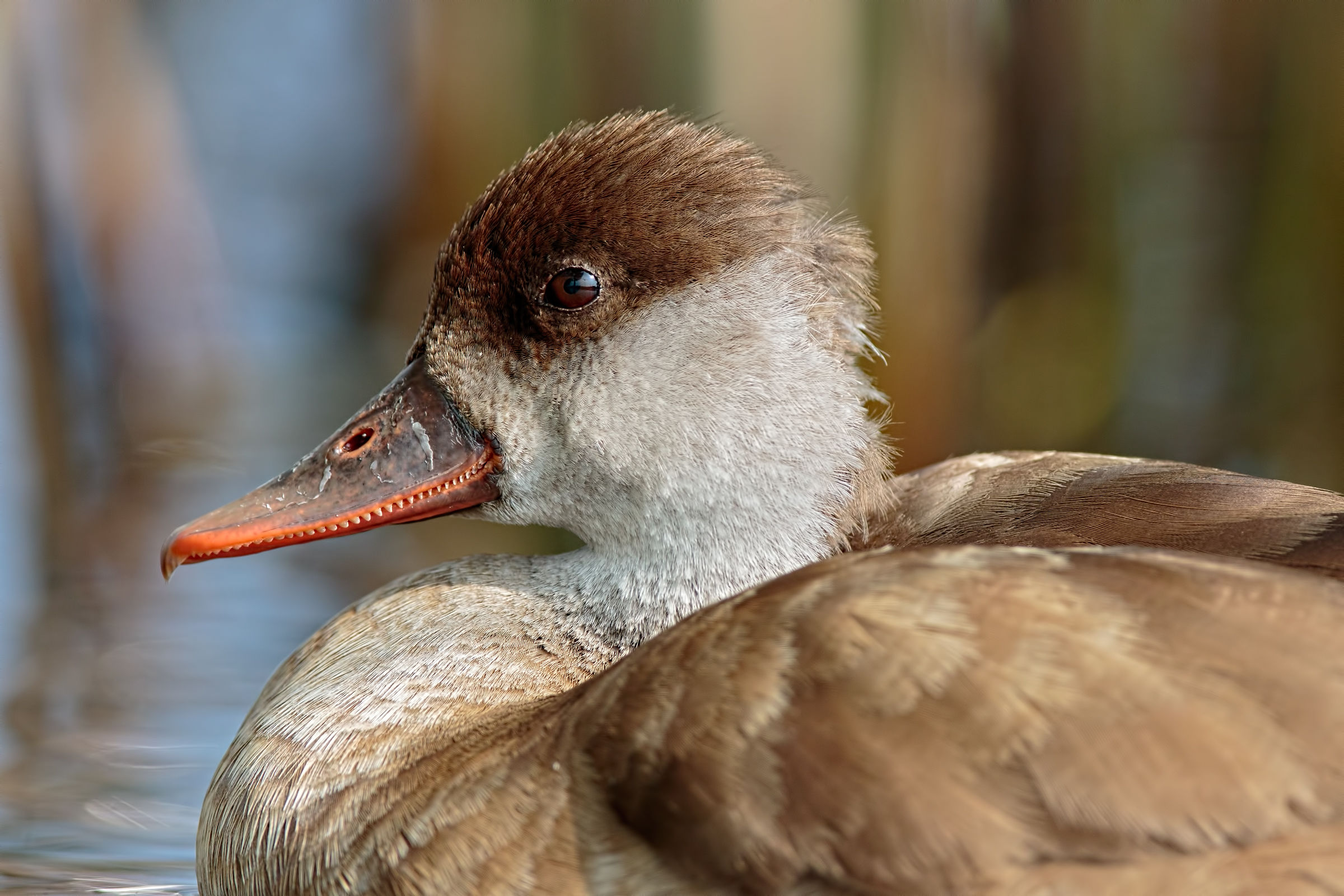 Turkish female fist (Netta rufina)