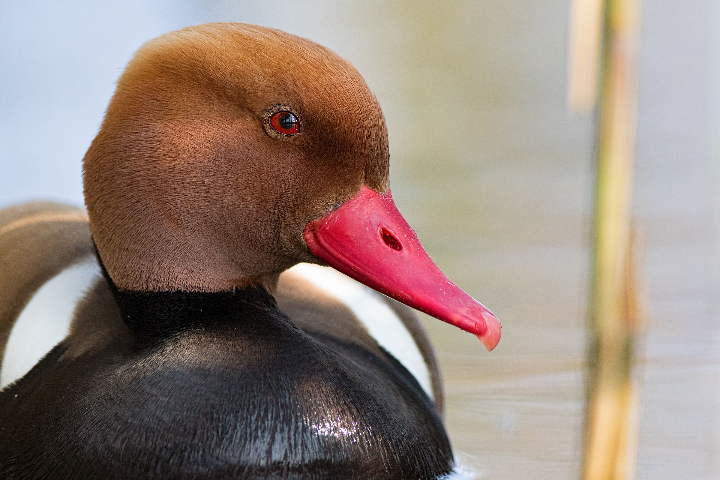 Fistione turco (Netta rufina)