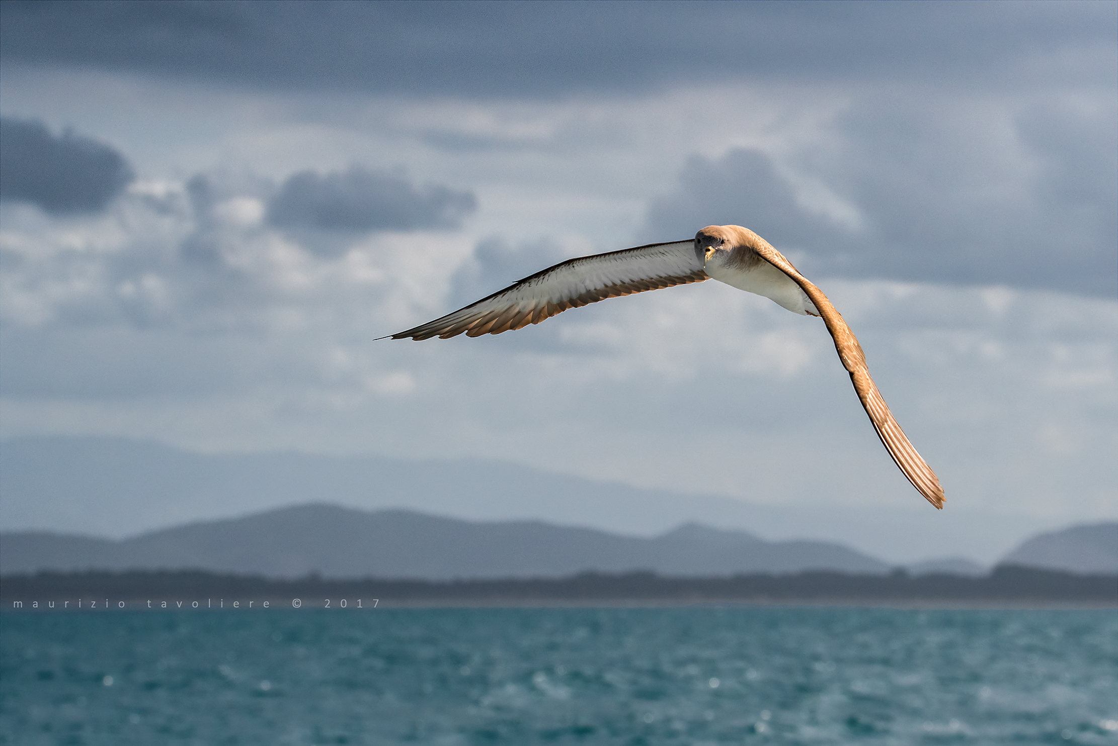 Tempo da Lupi per la Berta ..