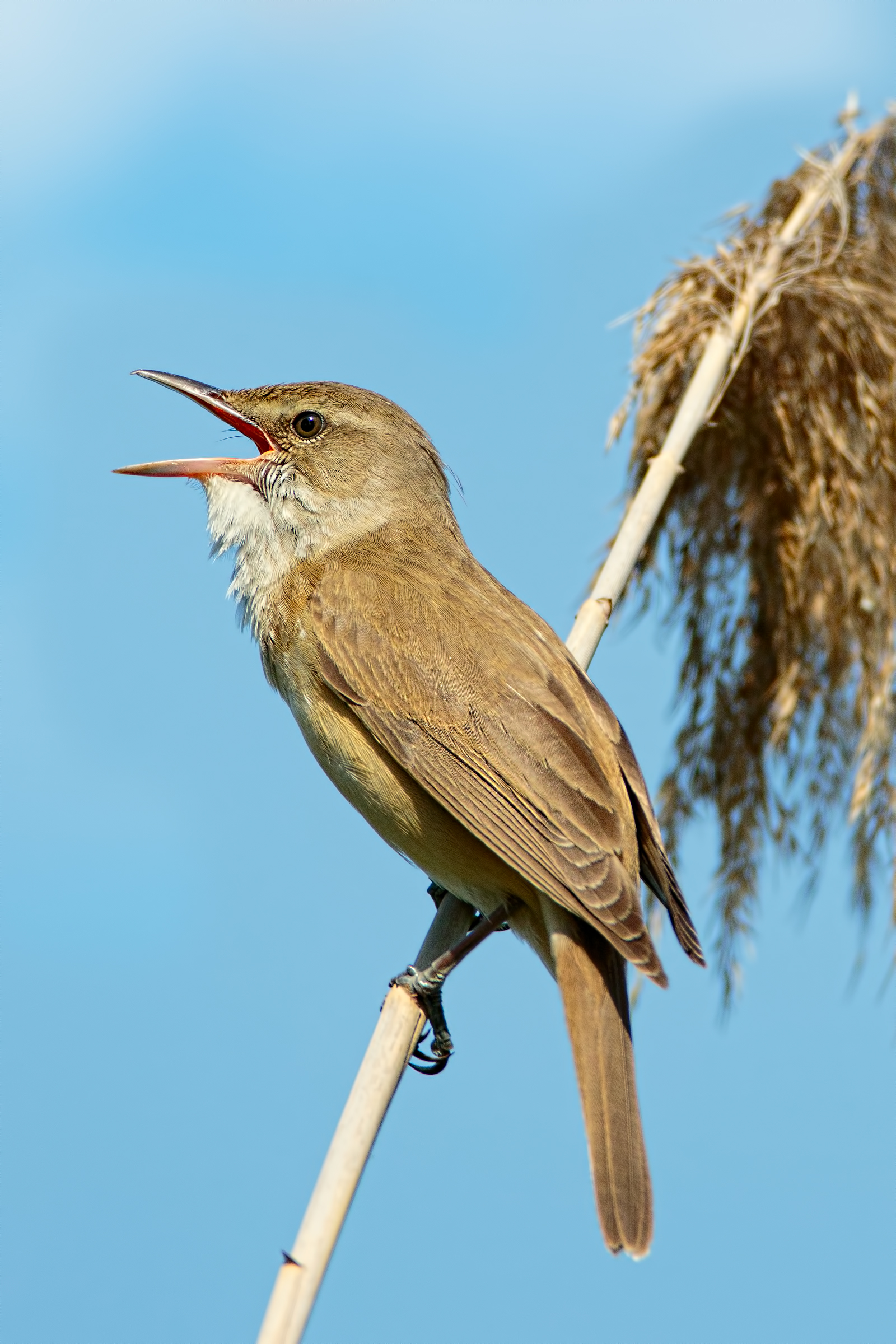 Cannaiola (Acrocephalus scirpaceus)