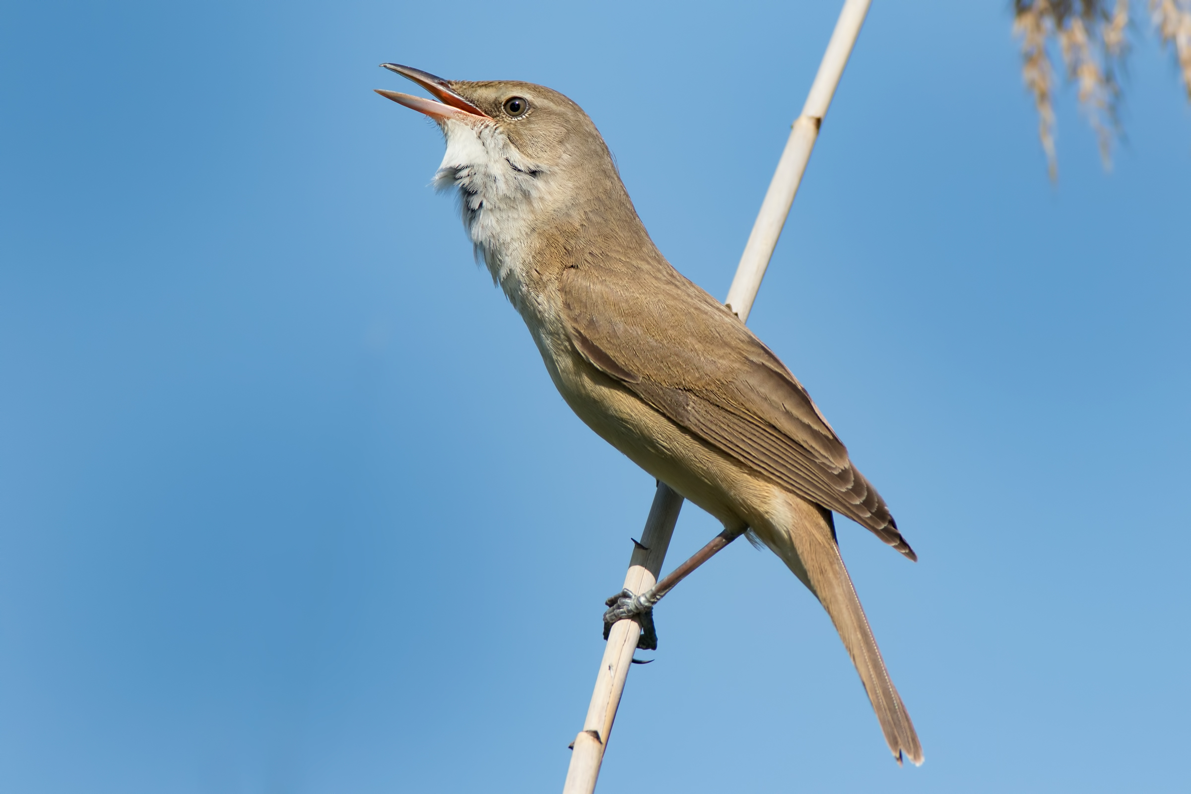 Cannaiola (Acrocephalus scirpaceus)